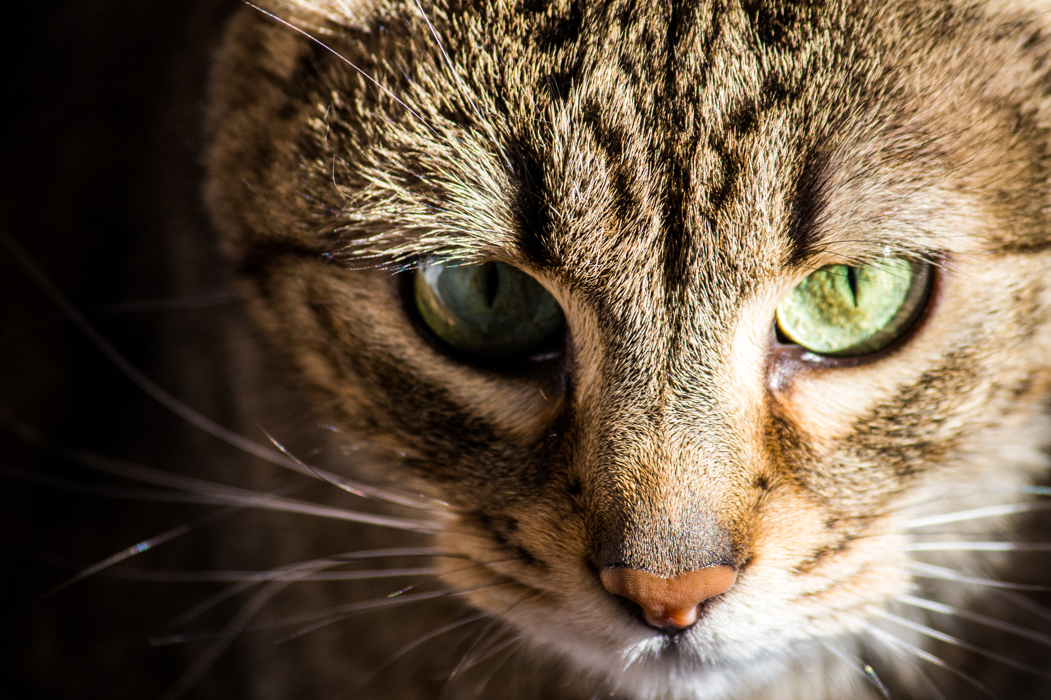Canon EF-S 55-250mm F4-5.6 IS II sample photo. Txintxeta photography