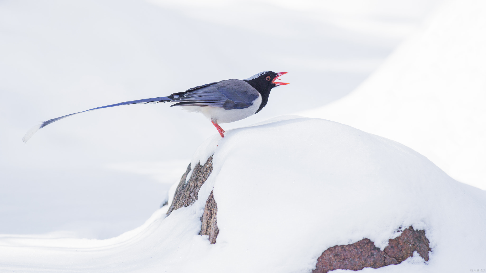 Canon EF 500mm f/4.5L sample photo. 红嘴蓝鹊（urocissa erythroryncha） photography