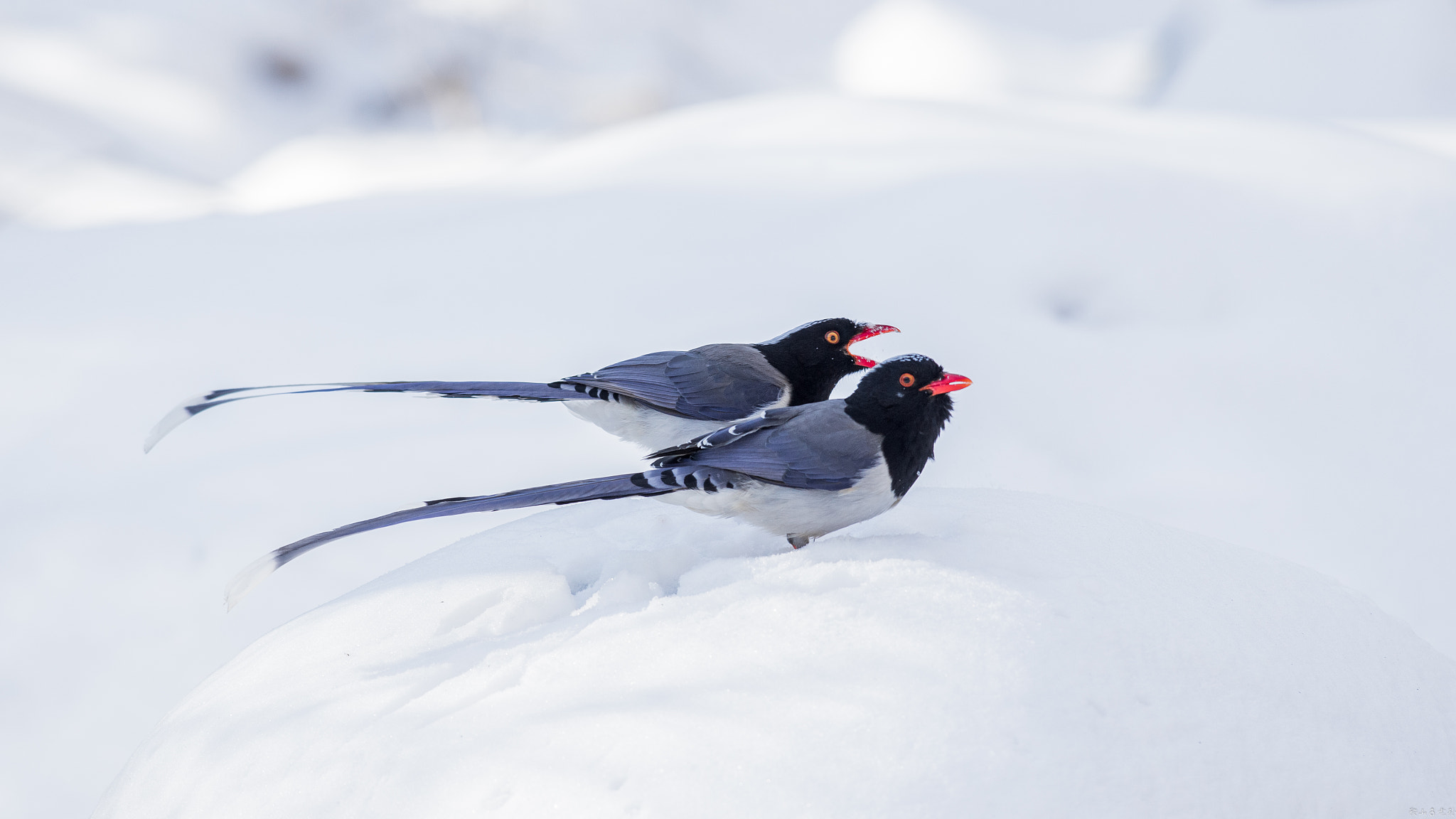 Canon EF 500mm f/4.5L sample photo. 红嘴蓝鹊（urocissa erythroryncha） photography