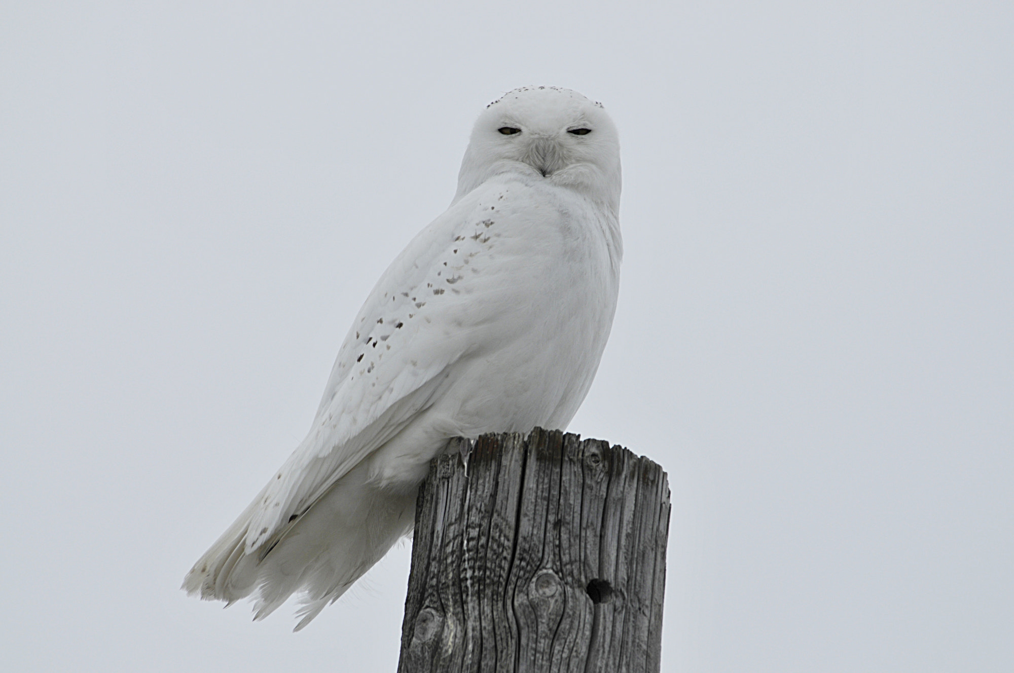 Nikon D300S sample photo. Snowy photography