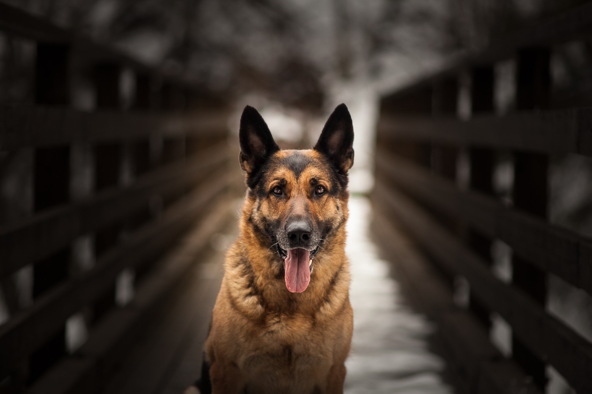 Canon EF 135mm F2.8 SF sample photo. Tema, the dog with a working nose photography