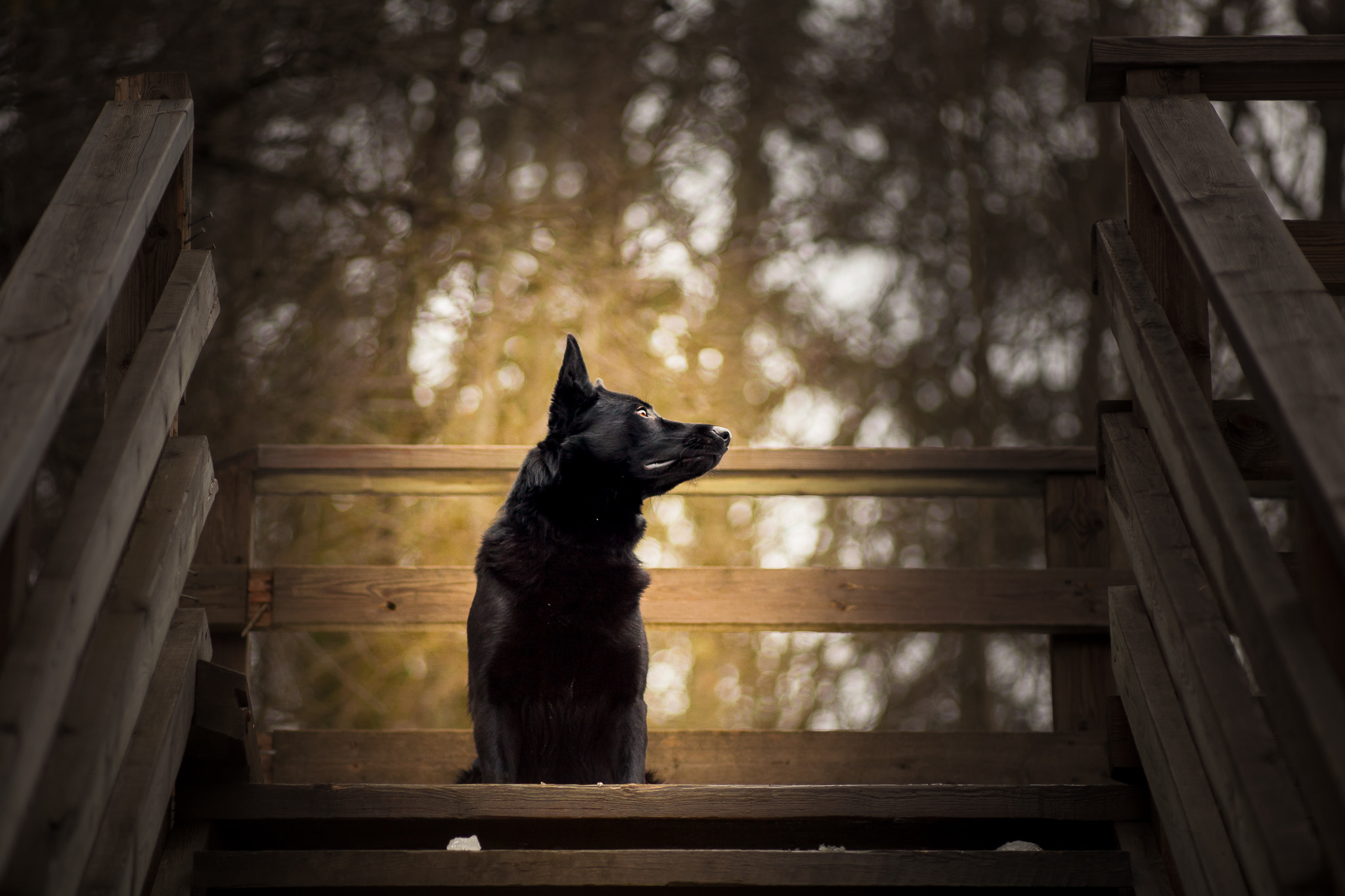 Canon EF 135mm F2.8 SF sample photo. Manski looking where his mommy went photography