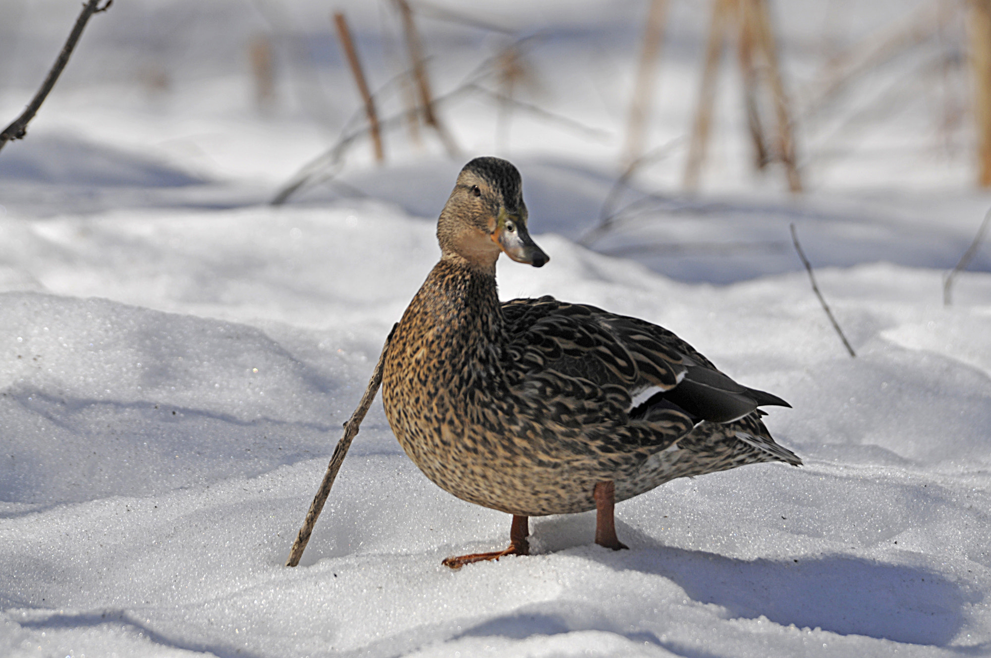 Nikon D300S sample photo. Colvert femelle photography