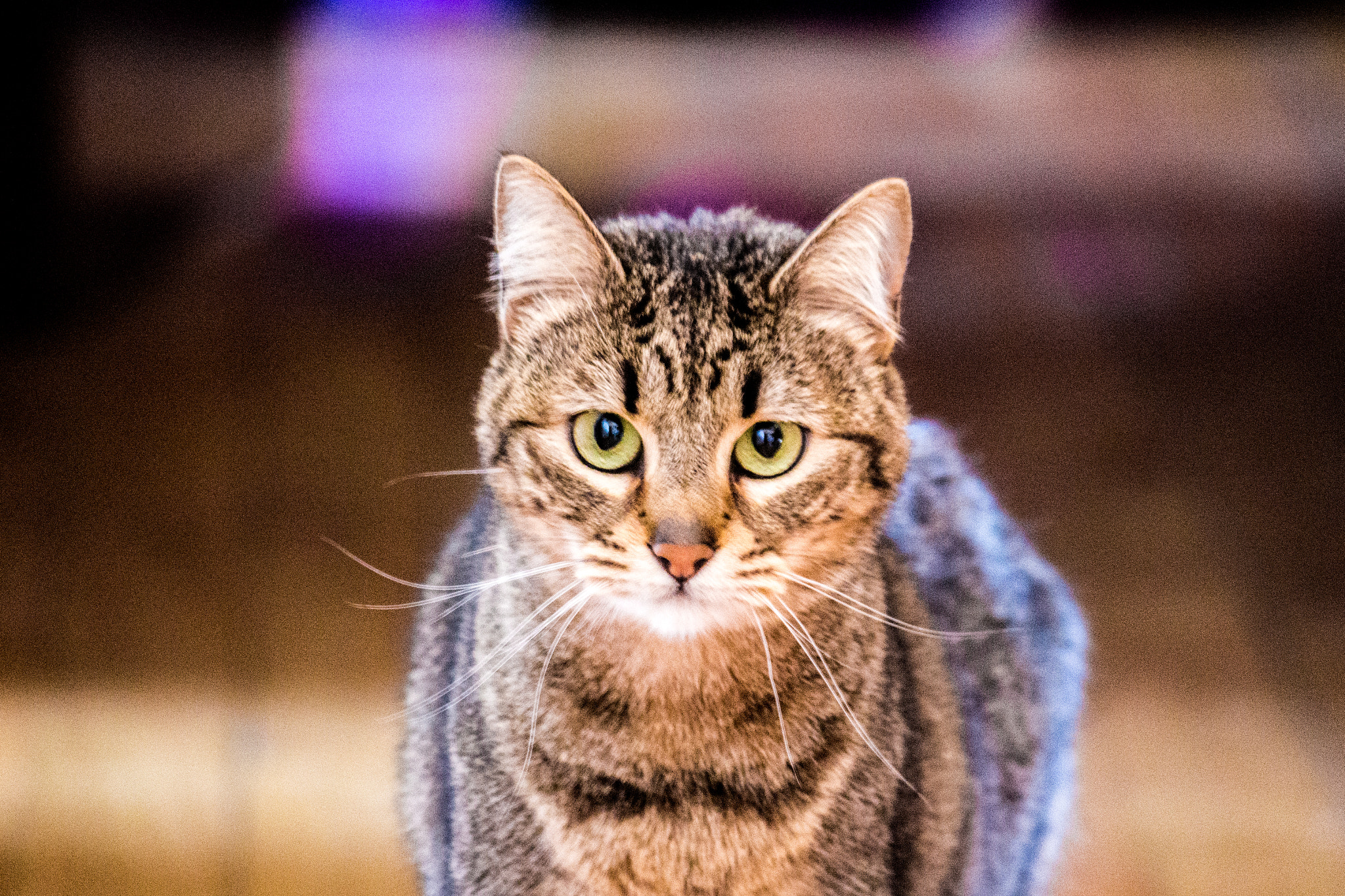 Canon EF-S 55-250mm F4-5.6 IS II sample photo. Txintxeta ii photography