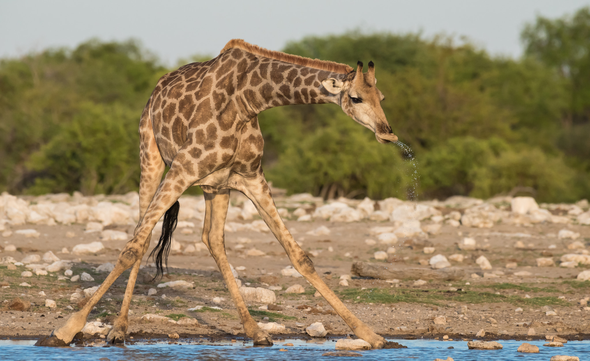 Nikon D810 + Nikon AF-S Nikkor 600mm F4G ED VR sample photo. Giraffe drinking photography