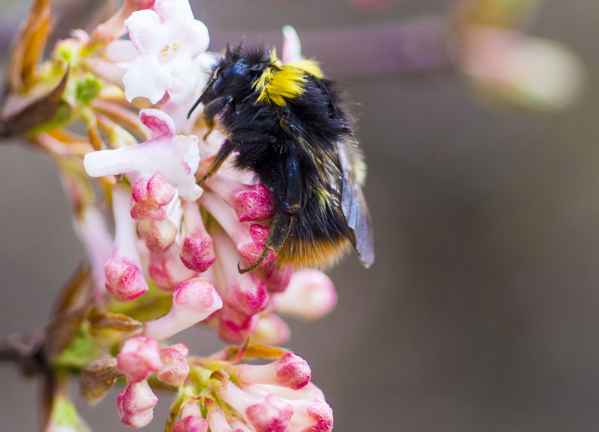 MACRO 50mm F2.8 sample photo. F i r s t  ! photography