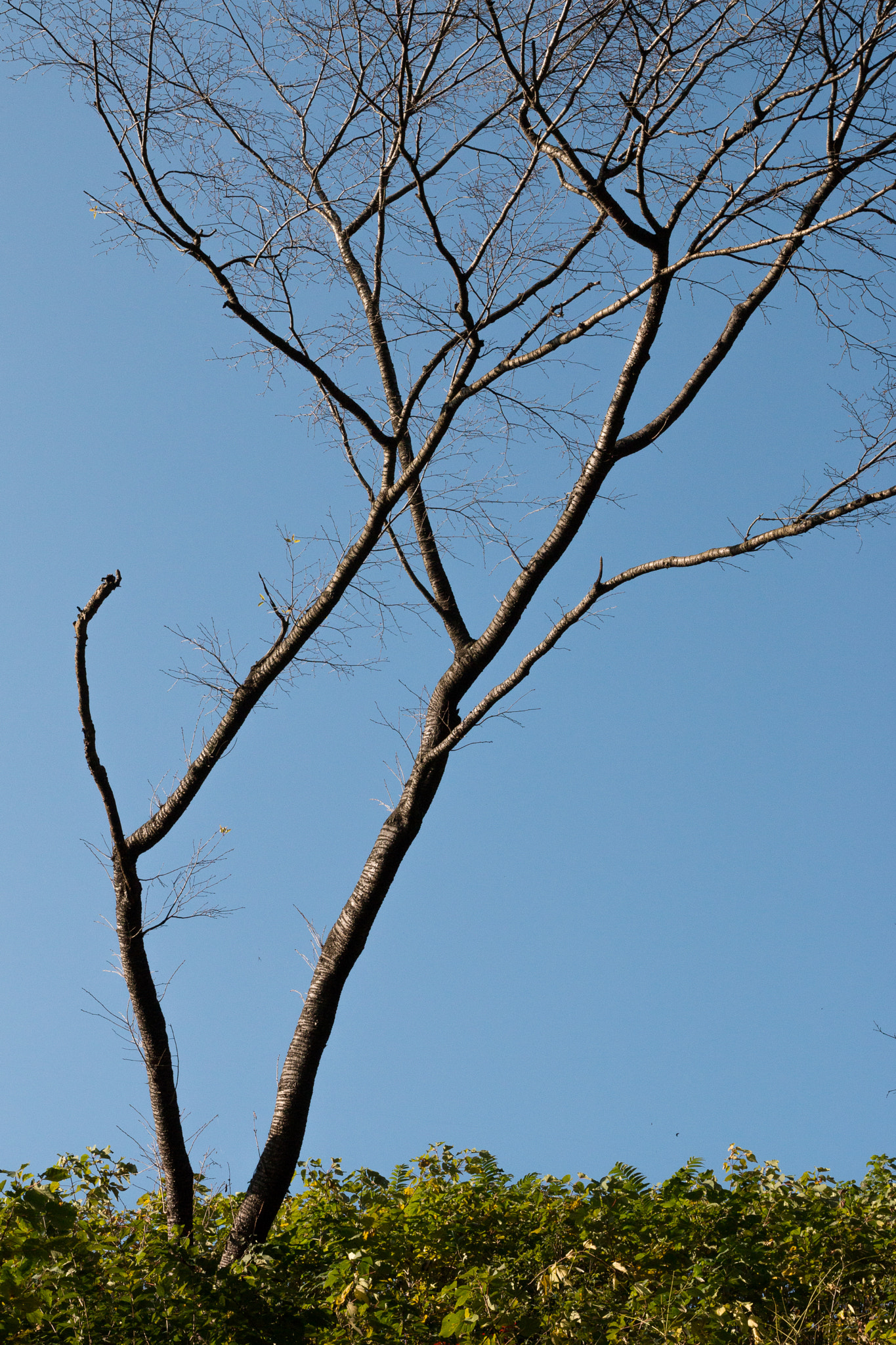 Canon EF 24-70mm F4L IS USM sample photo. Dead tree photography