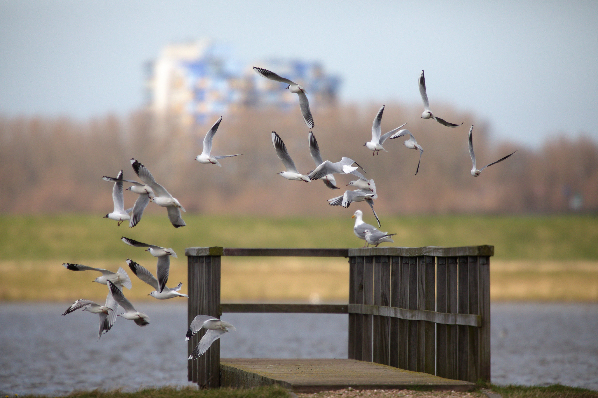 Canon EF 400mm F2.8L IS USM sample photo. Panic photography