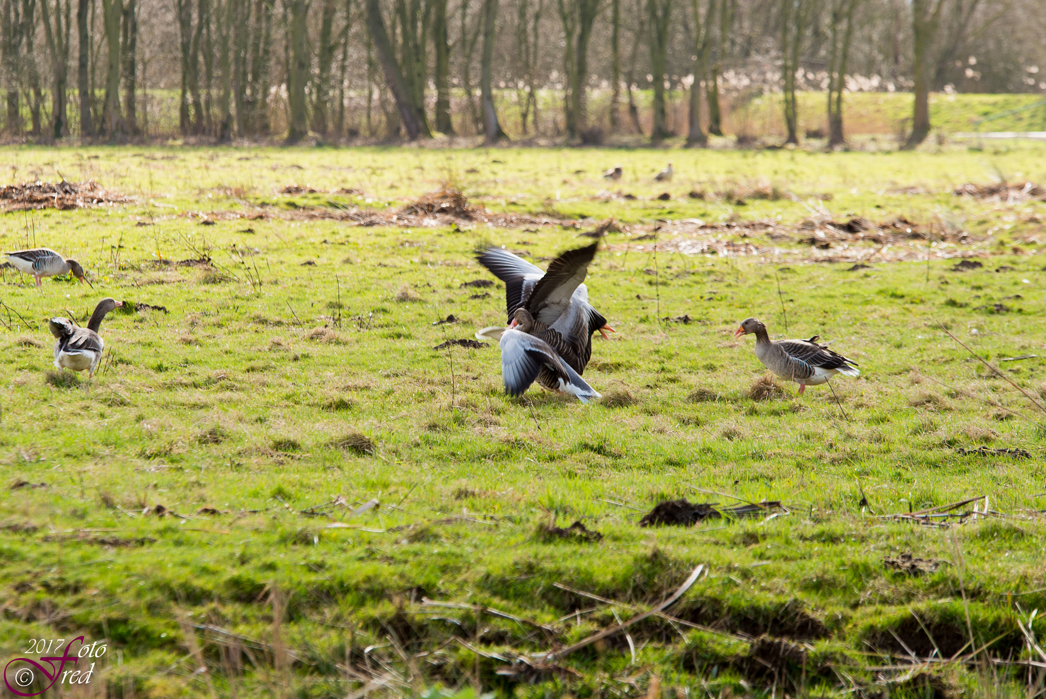 Sigma 70-200mm F2.8 EX DG OS HSM sample photo. Seems like dancing photography