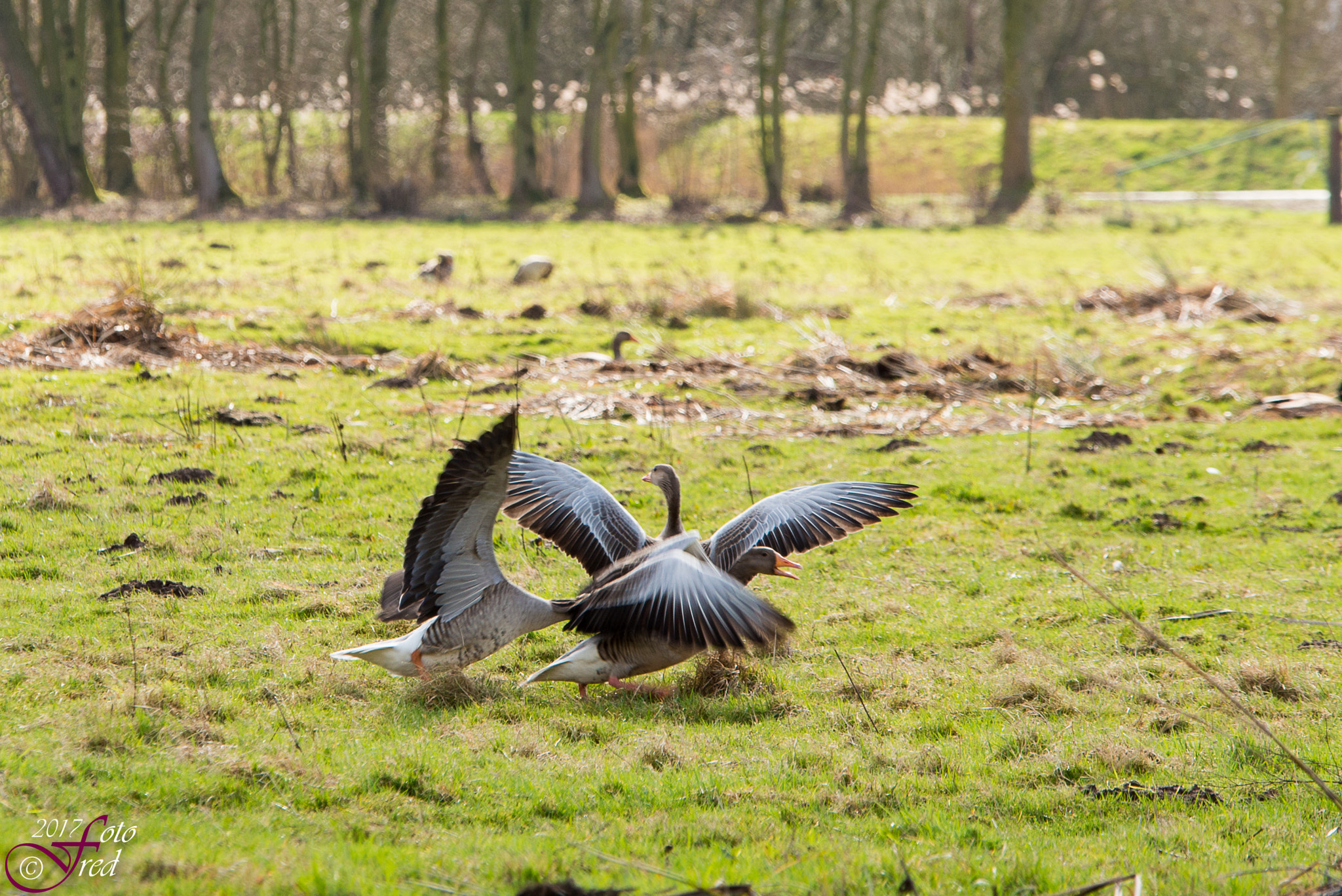 Nikon D800 + Sigma 70-200mm F2.8 EX DG OS HSM sample photo. Geese fight photography