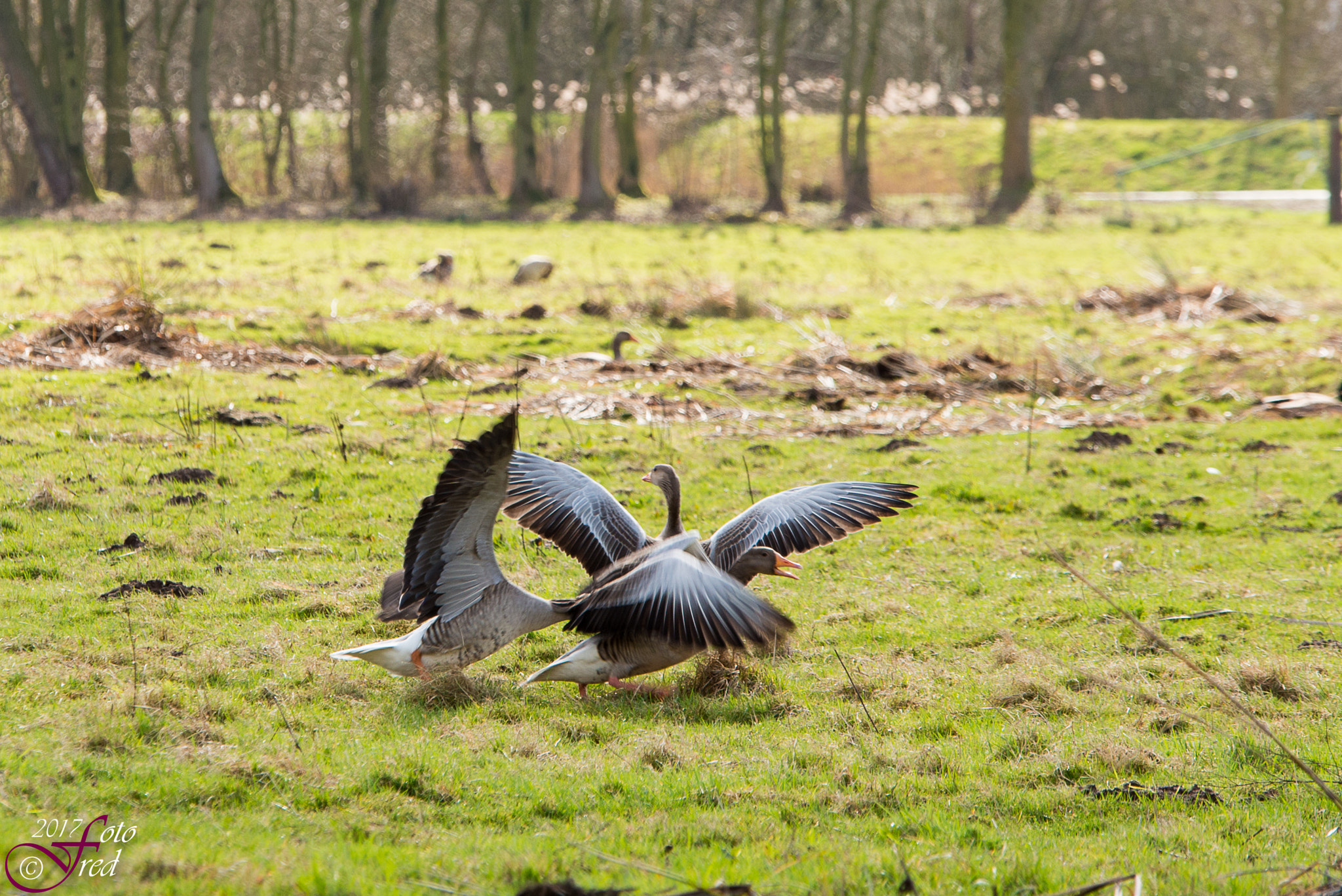 Sigma 70-200mm F2.8 EX DG OS HSM sample photo. Geese fight photography