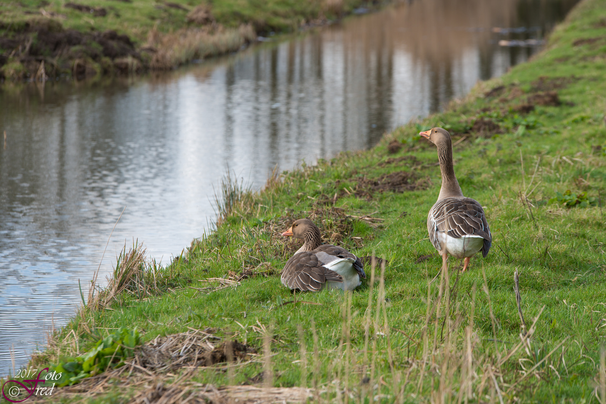 Sigma 70-200mm F2.8 EX DG OS HSM sample photo. At ease photography