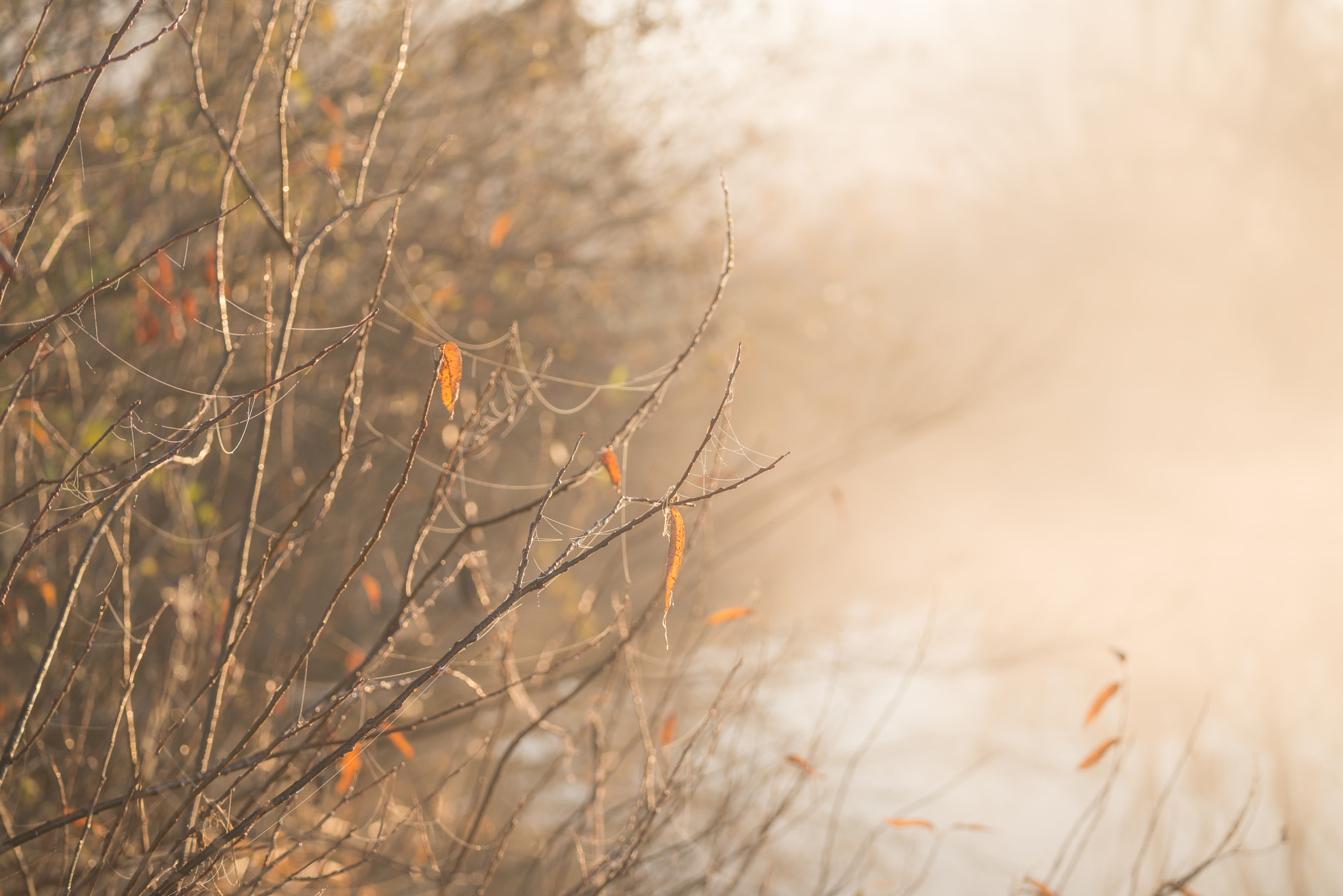 Nikon D800 sample photo. Twining photography