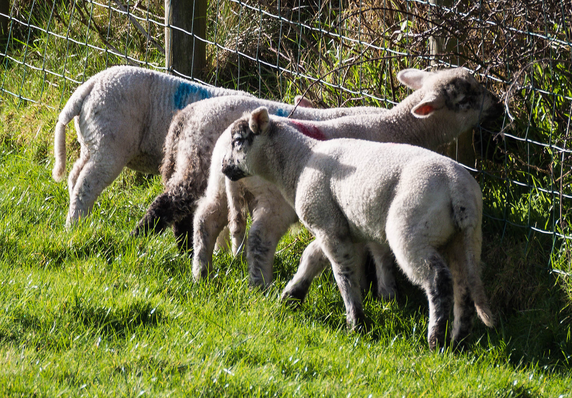 Olympus OM-D E-M5 sample photo. Lambs photography