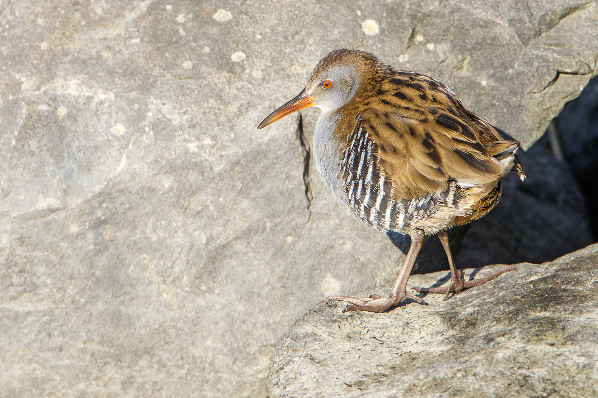 Canon EF 500mm F4L IS USM sample photo. Water rail photography