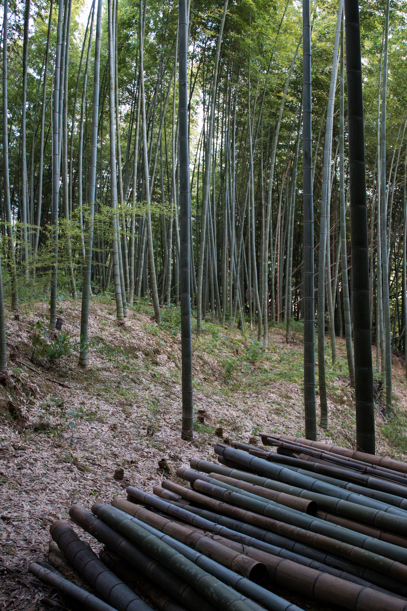 Canon EF 24-70mm F4L IS USM sample photo. Bamboo forest photography