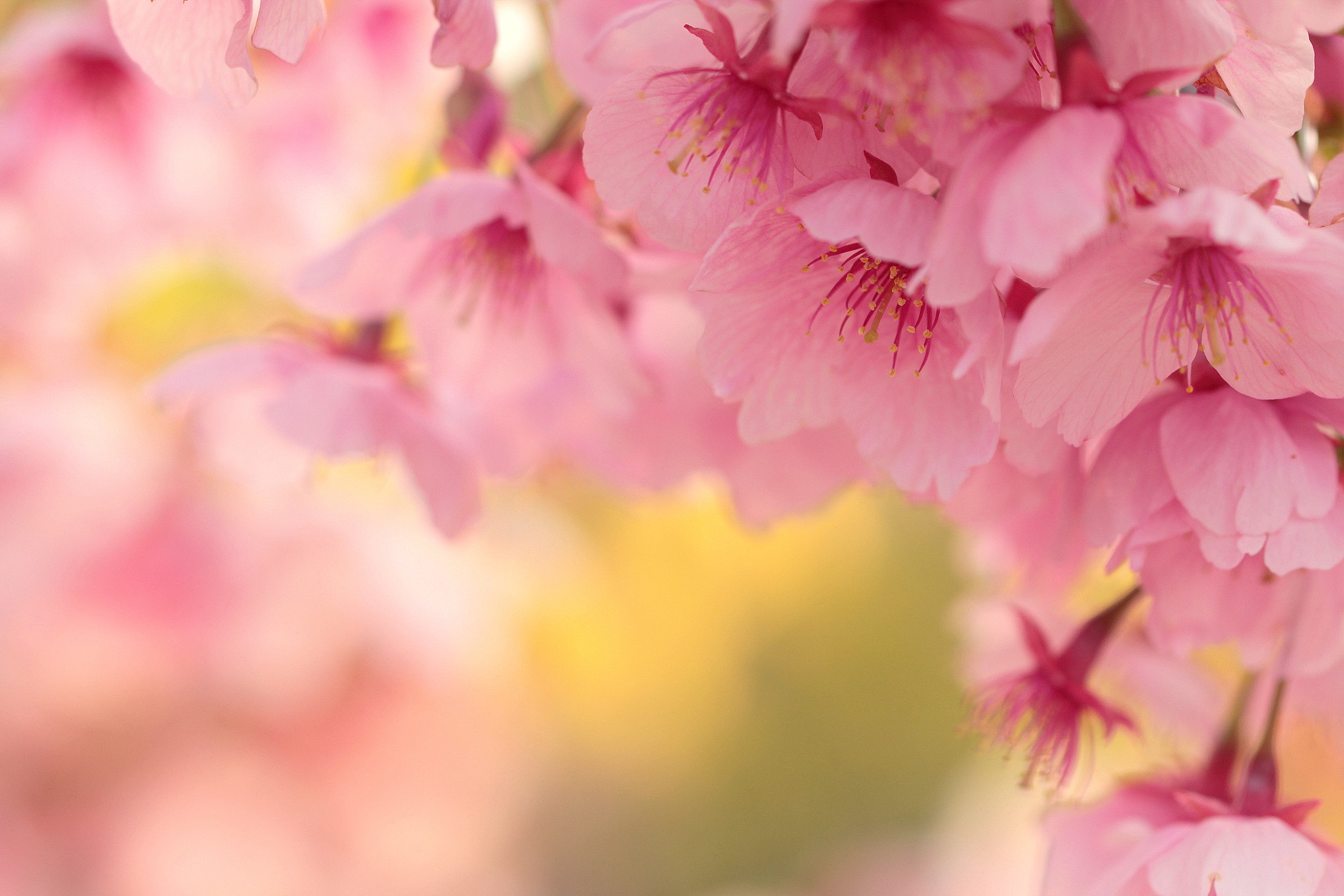 Canon EOS 650D (EOS Rebel T4i / EOS Kiss X6i) sample photo. Spring color photography
