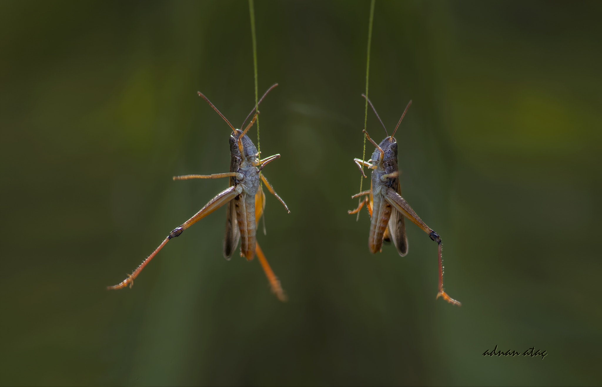Nikon AF-S Micro-Nikkor 105mm F2.8G IF-ED VR sample photo. Kısa antenli çekirge - short horned grasshopper photography