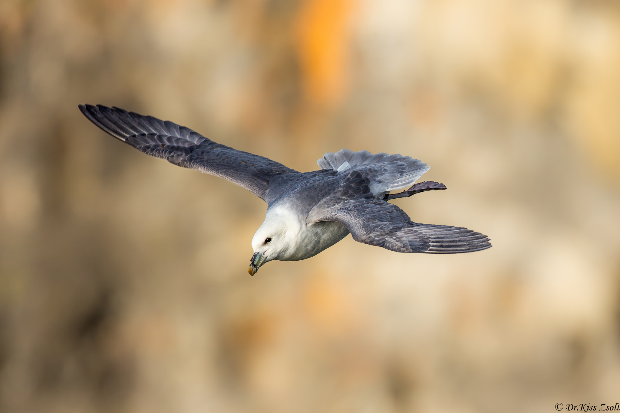 Canon EF 500mm F4L IS USM sample photo. Fulmar photography