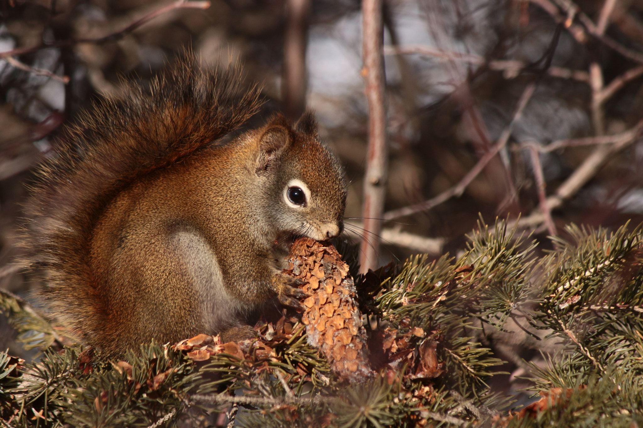 Canon EOS 700D (EOS Rebel T5i / EOS Kiss X7i) + Canon EF-S 55-250mm F4-5.6 IS II sample photo. Little red squirrel photography