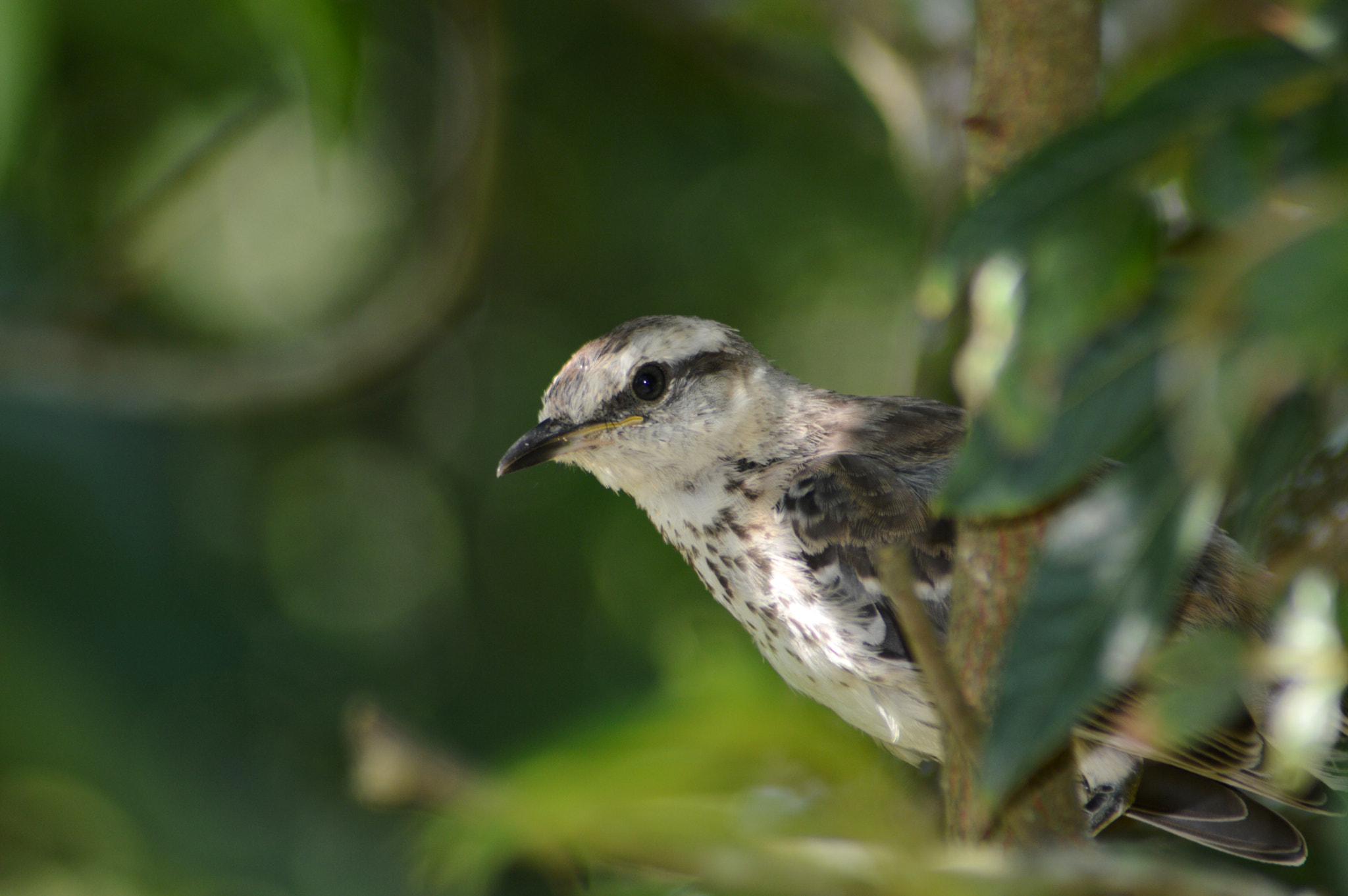 Nikon D3200 + Nikon AF Nikkor 70-300mm F4-5.6G sample photo. Sabiá-do-campo (mimus saturninus) photography