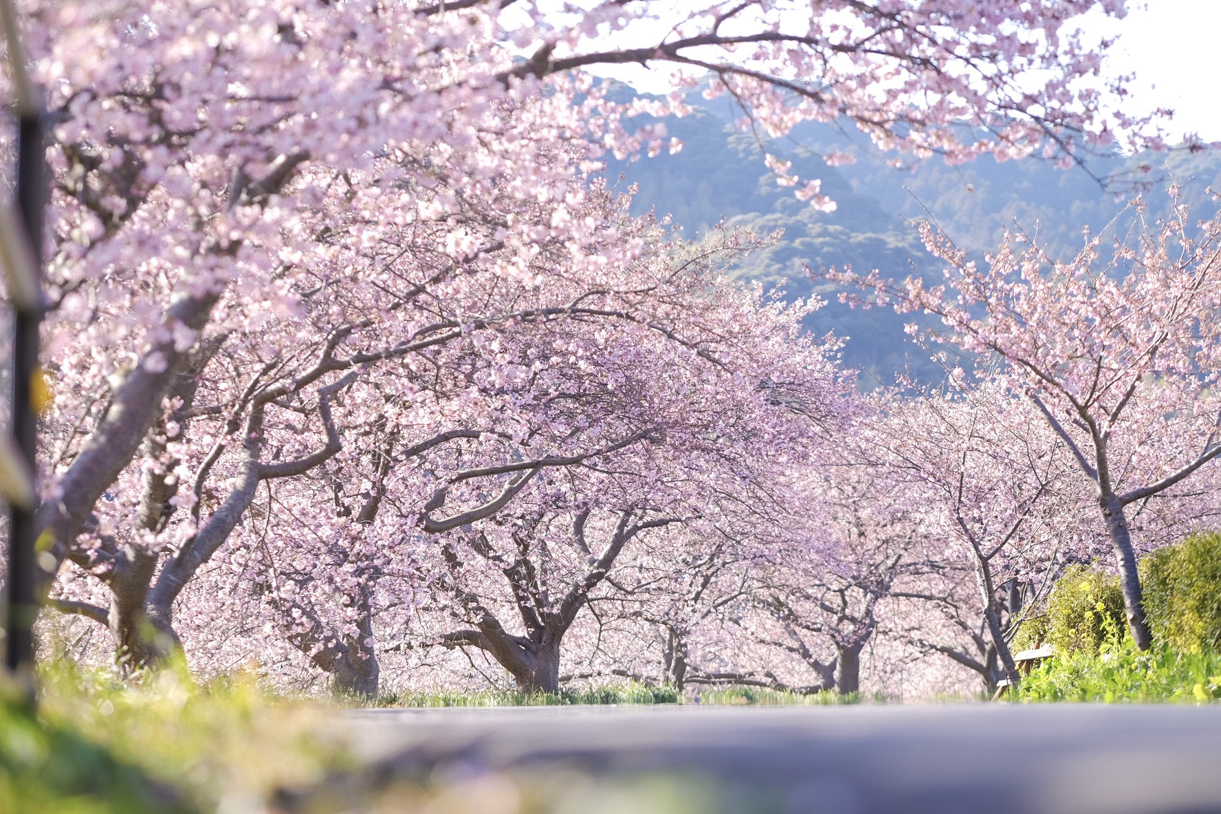 Fujifilm X-T1 sample photo. さくら道 photography