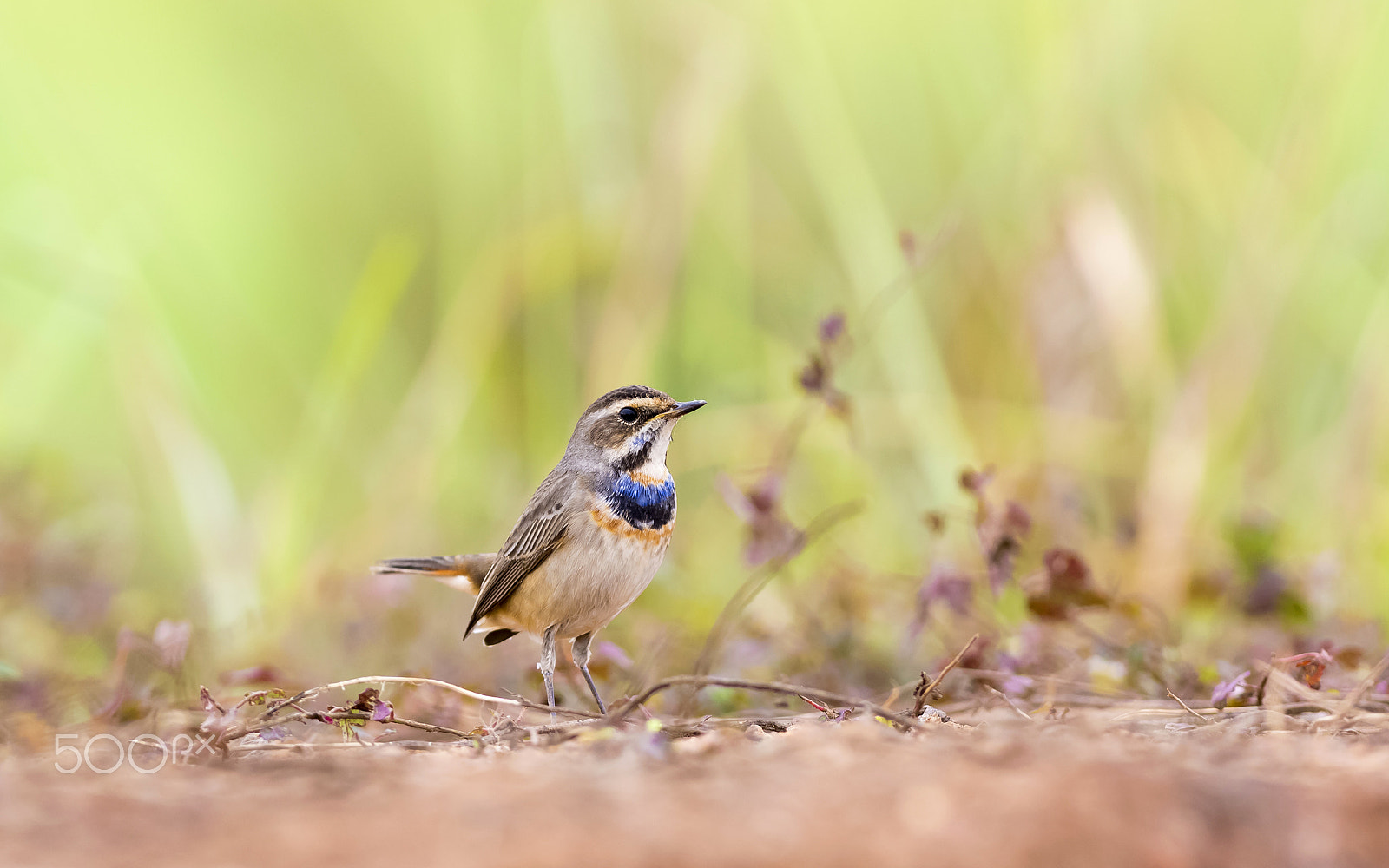 Nikon AF-S Nikkor 300mm F2.8G ED-IF VR sample photo. Bluethroat  : bird in thailand photography