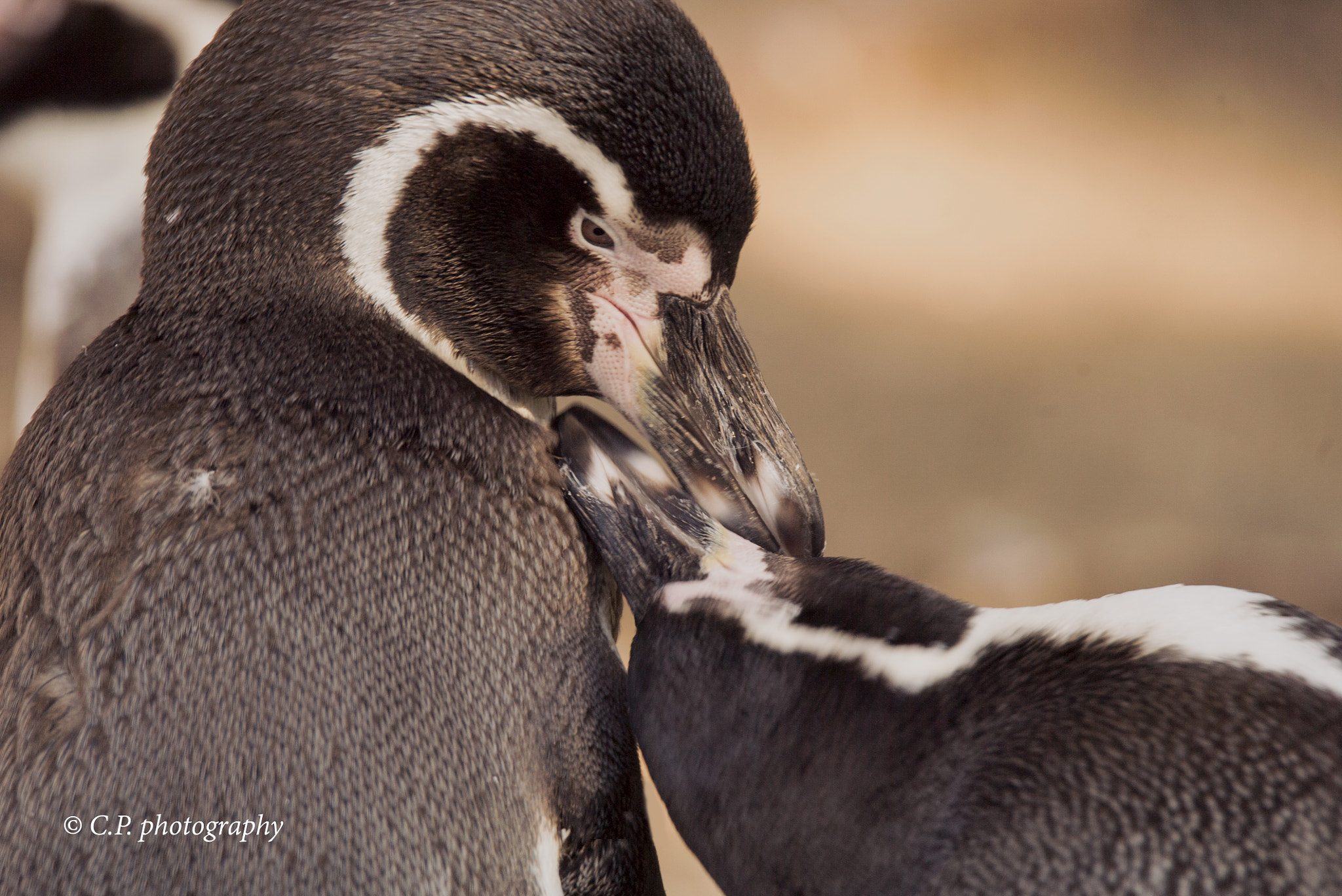 Sony a7S + Tamron SP 150-600mm F5-6.3 Di VC USD sample photo. Penguin photography
