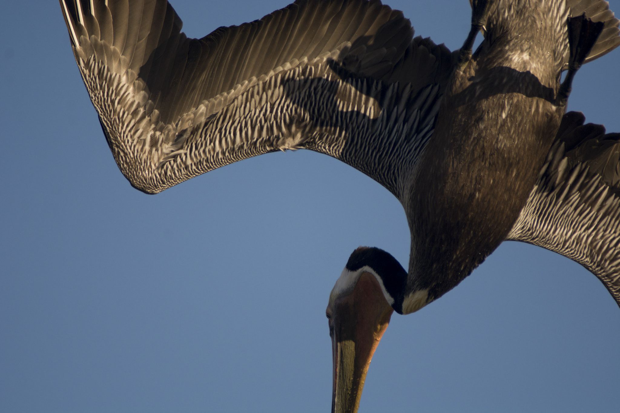 Sigma APO 400mm F5.6 sample photo. Dive photography