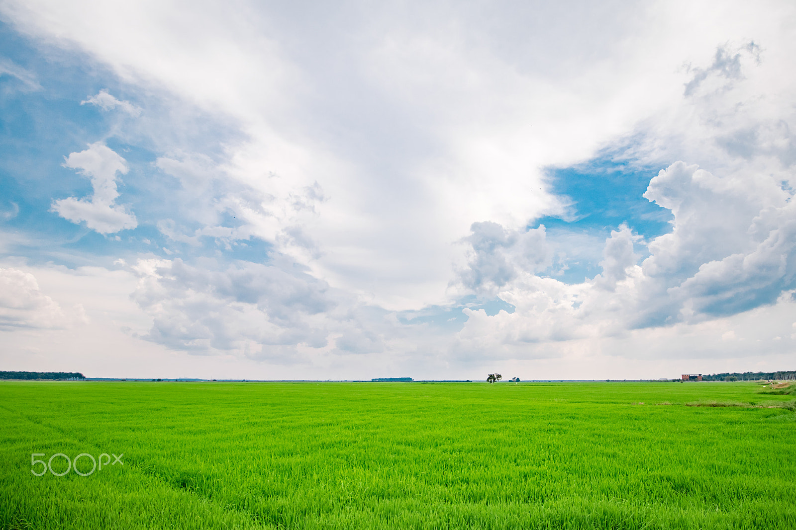 Canon EOS 760D (EOS Rebel T6s / EOS 8000D) sample photo. Paddy field photography