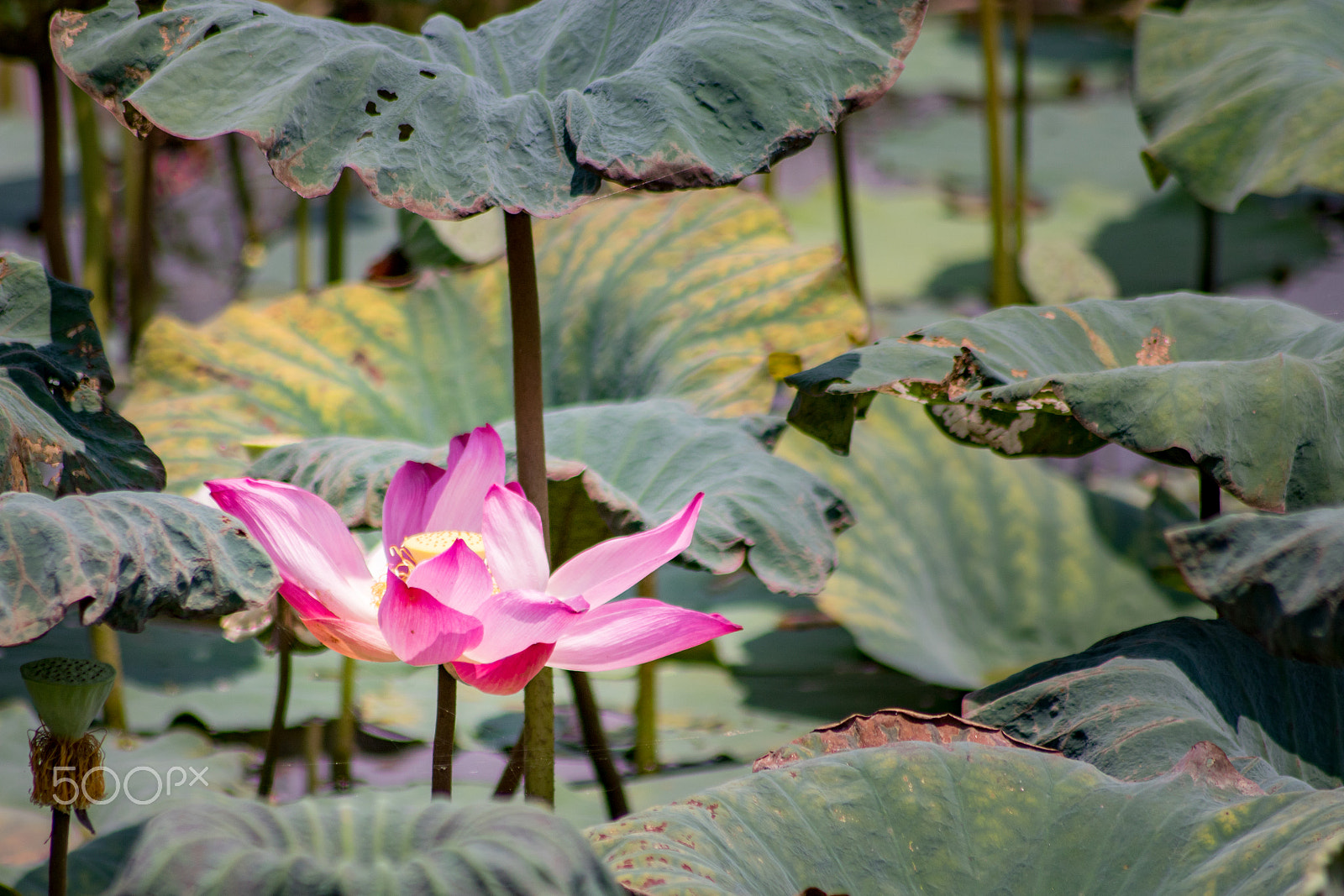 Canon EOS 760D (EOS Rebel T6s / EOS 8000D) sample photo. Pink lotus flower photography