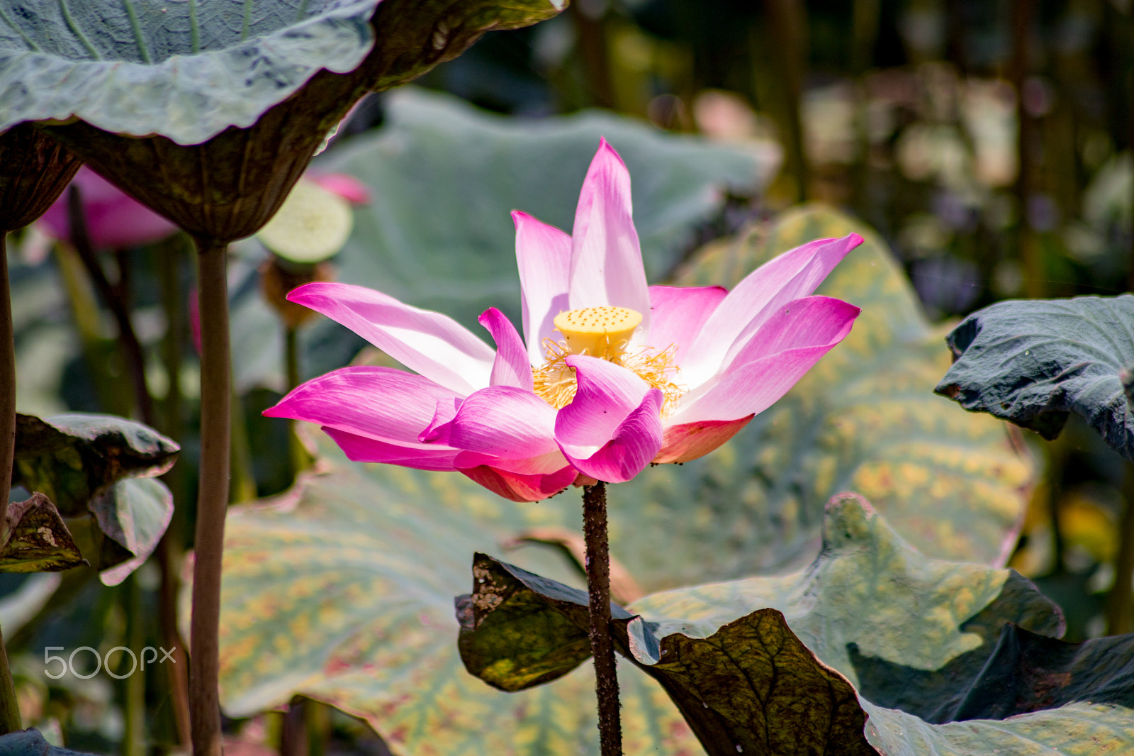 Canon EOS 760D (EOS Rebel T6s / EOS 8000D) + Sigma 50-200mm F4-5.6 DC OS HSM sample photo. Pink lotus flower photography