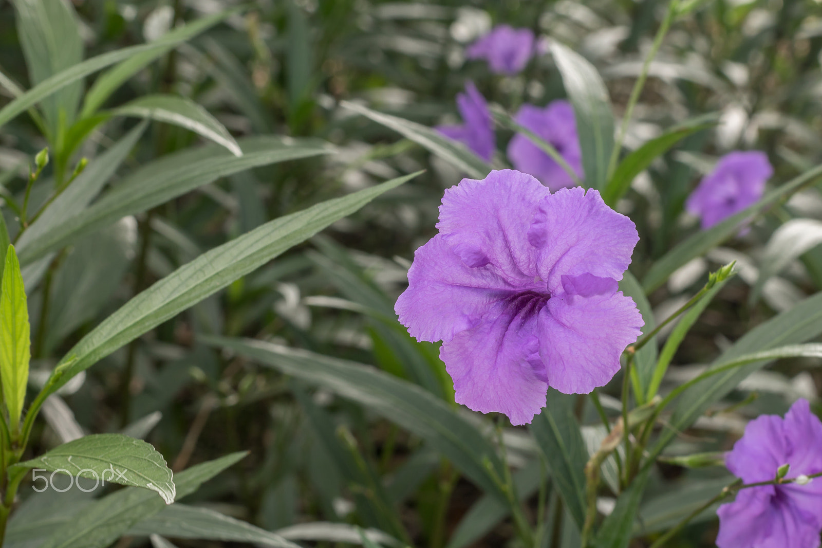 Canon EOS 760D (EOS Rebel T6s / EOS 8000D) + Canon EF 50mm F1.4 USM sample photo. Purple flower in the middle of the garden photography
