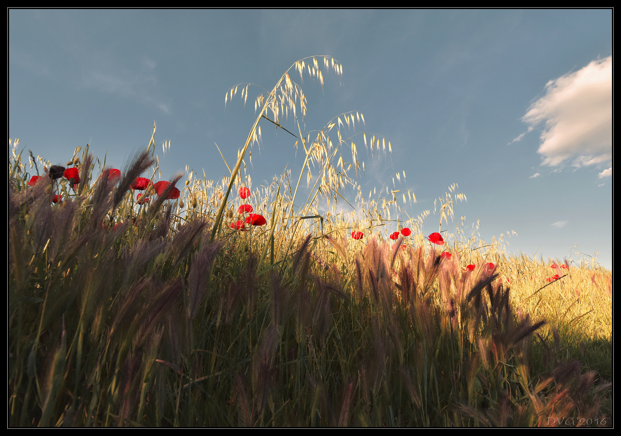 Nikon D5500 sample photo. Bucolic sunset photography