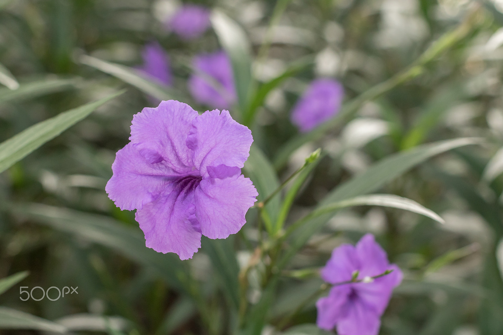 Canon EOS 760D (EOS Rebel T6s / EOS 8000D) + Canon EF 50mm F1.4 USM sample photo. Close up shot of a purple flower photography