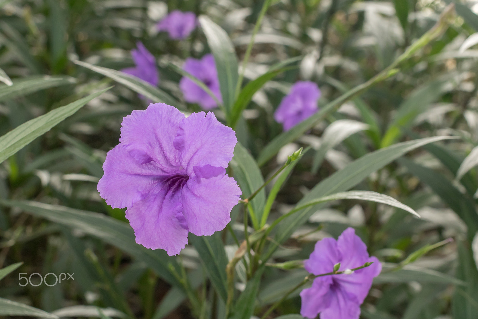 Canon EOS 760D (EOS Rebel T6s / EOS 8000D) + Canon EF 50mm F1.4 USM sample photo. Purple flower in the middle of the garden photography
