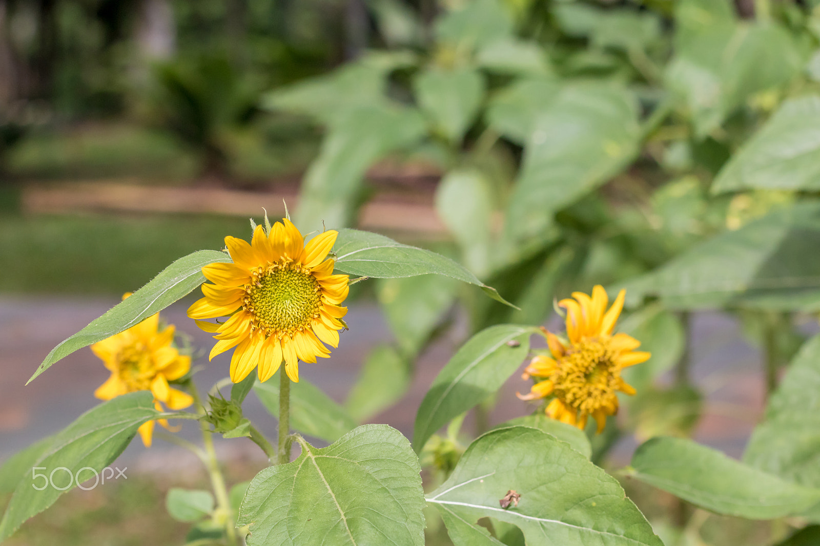 Canon EOS 760D (EOS Rebel T6s / EOS 8000D) + Canon EF 50mm F1.4 USM sample photo. Sunflower garden photography