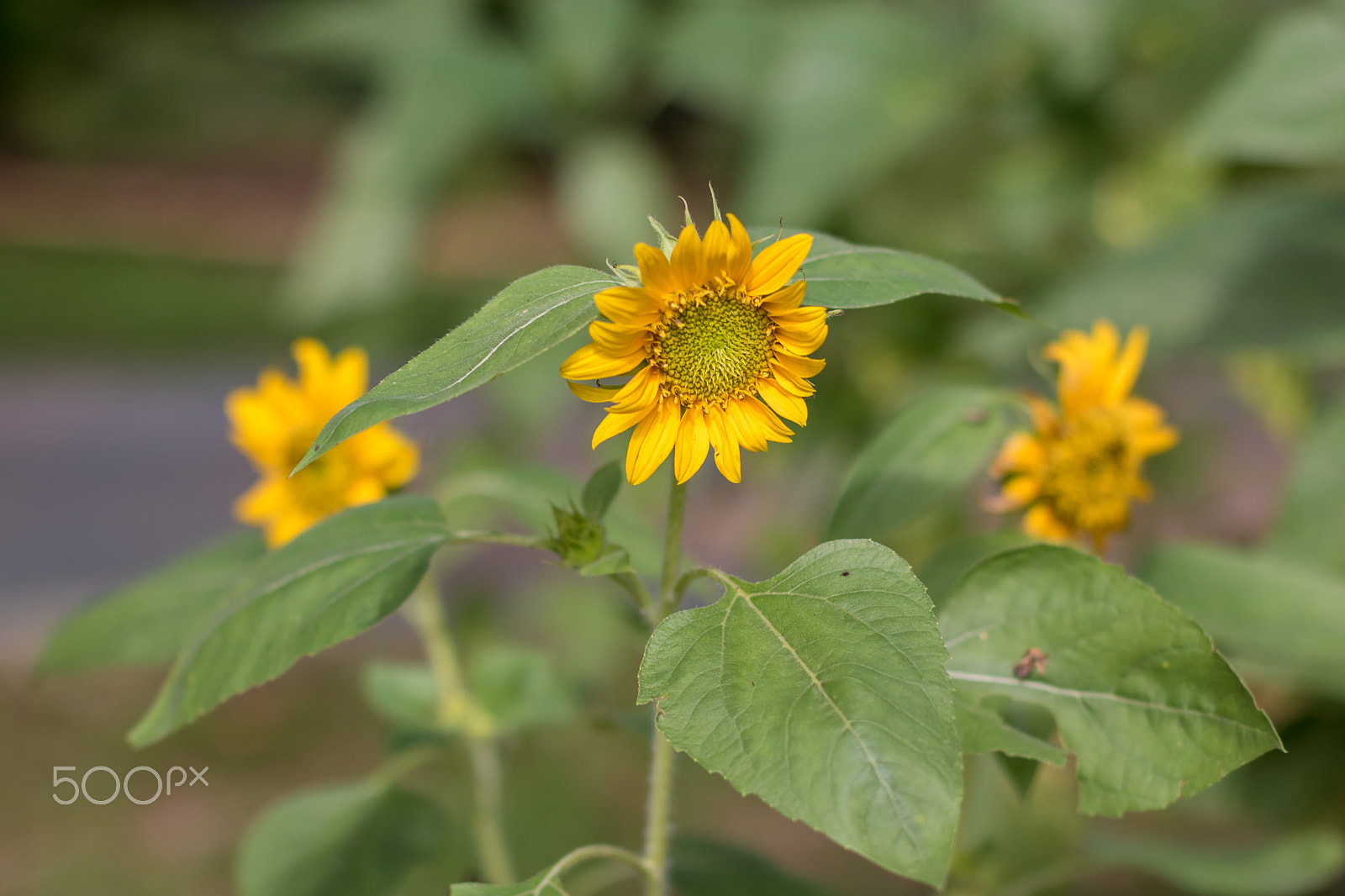 Canon EOS 760D (EOS Rebel T6s / EOS 8000D) + Canon EF 50mm F1.4 USM sample photo. Close up shot of a sunflower photography