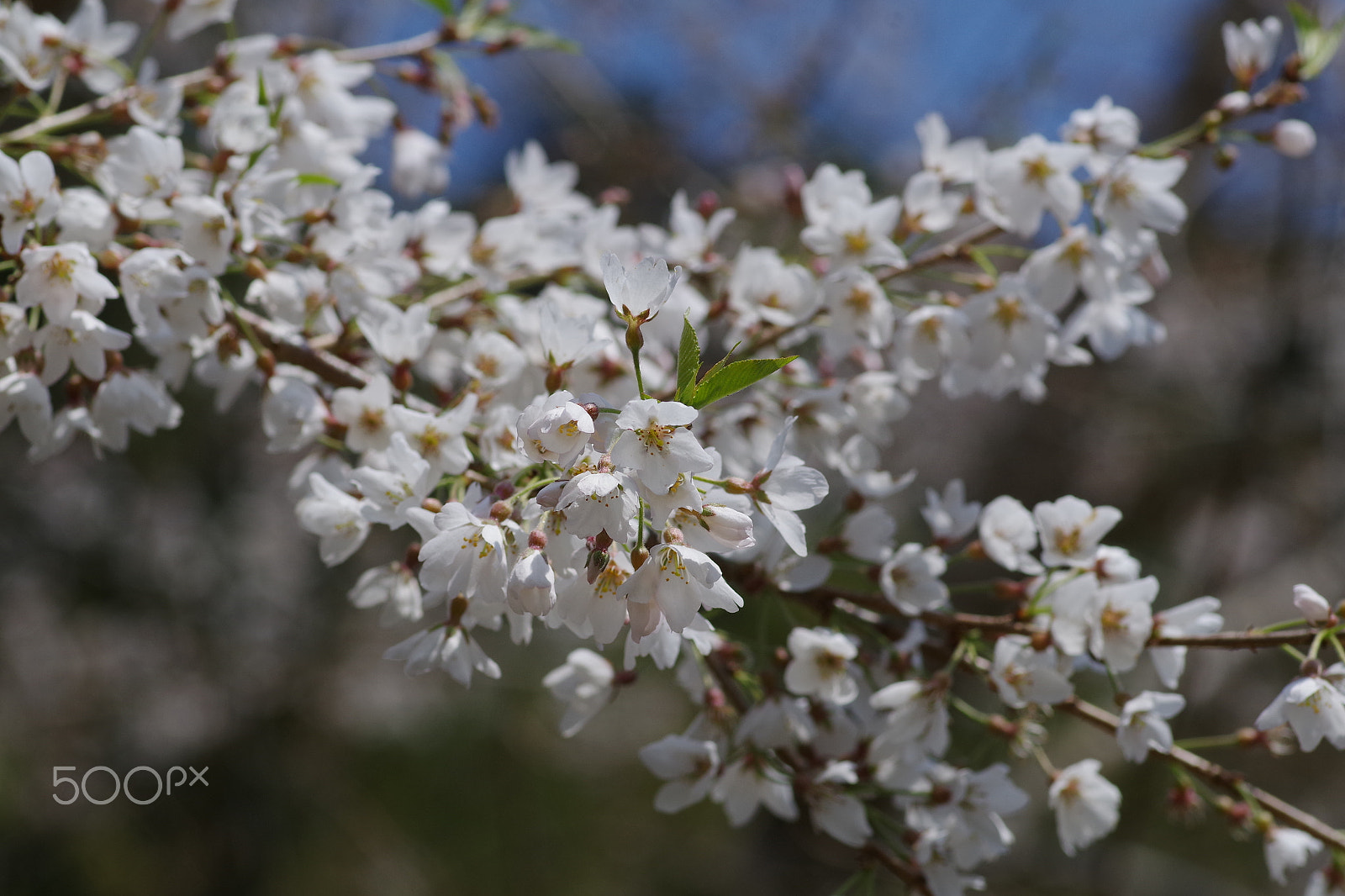 Pentax smc D-FA 100mm F2.8 Macro WR sample photo. 霧社山櫻花 prunus taiwaniana photography
