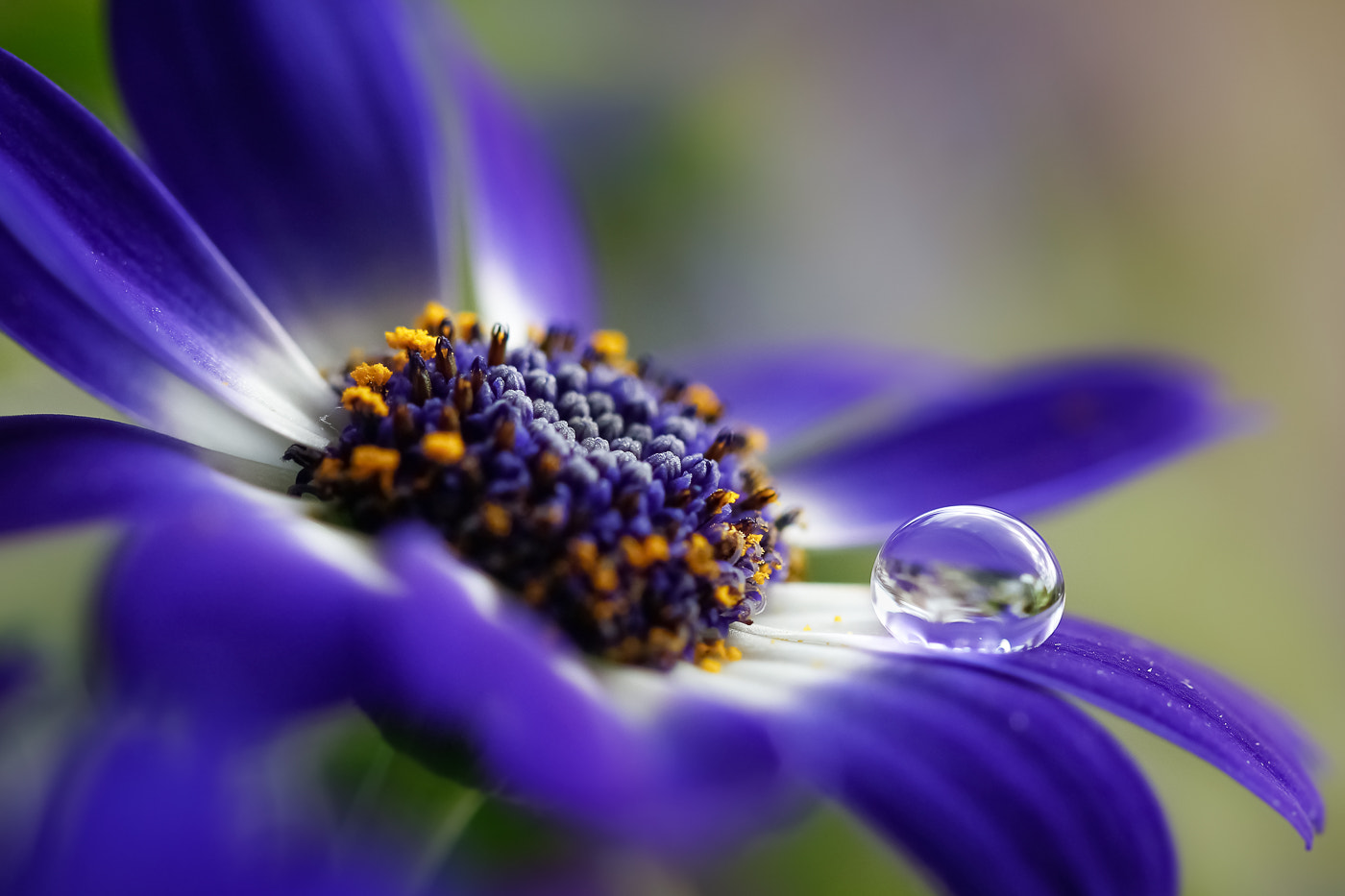 Canon EF 100mm F2.8L Macro IS USM sample photo. Blue photography