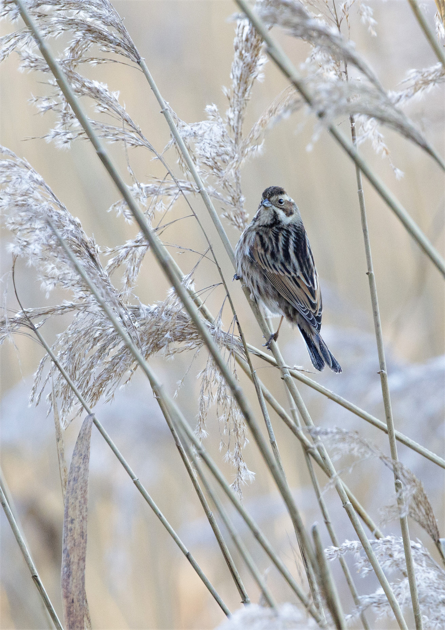 Canon EF 300mm F2.8L IS II USM sample photo. Bruant des roseaux ( femelle ) photography