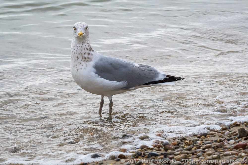 Nikon D500 sample photo. Watching me photography