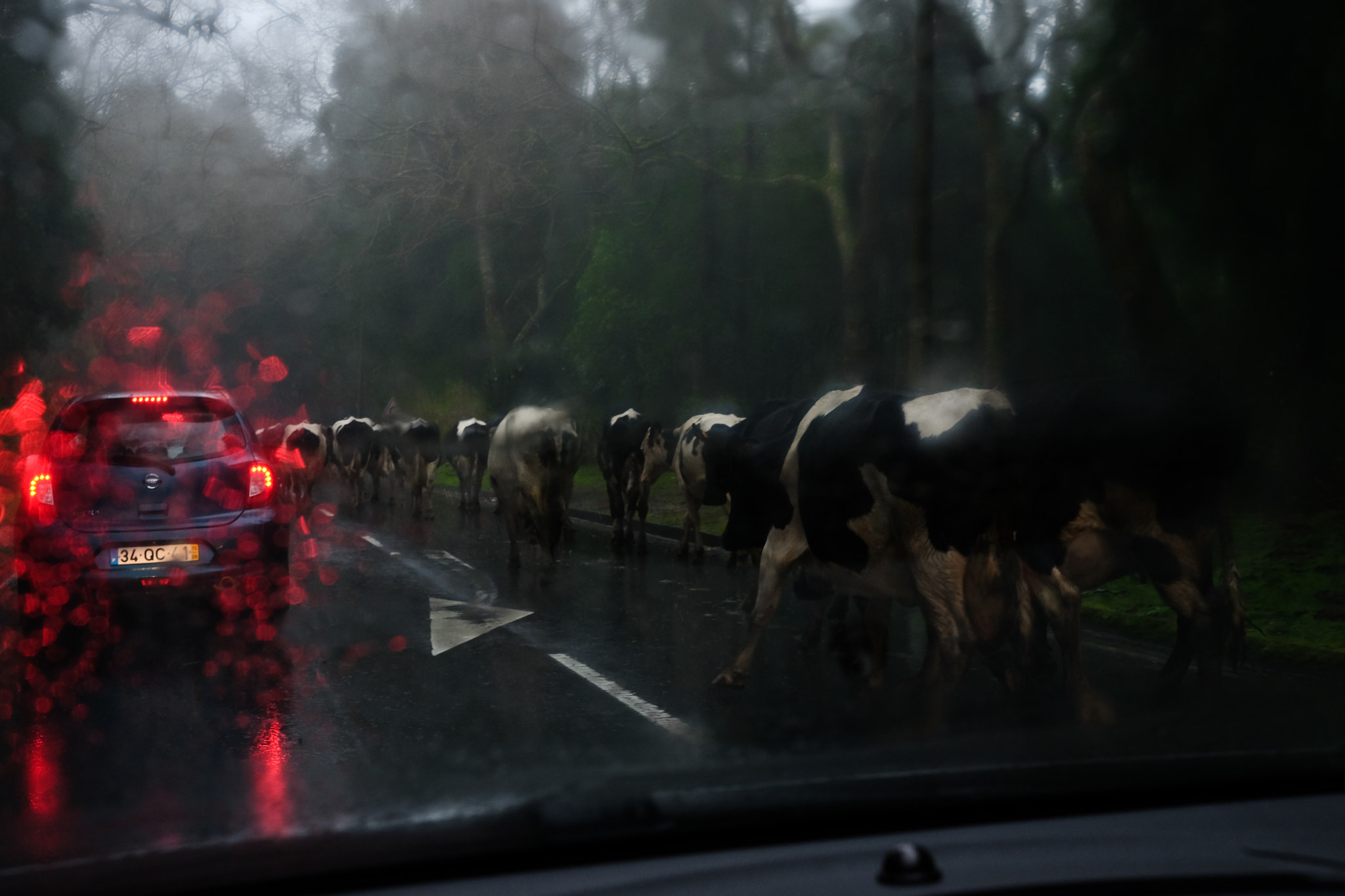 Fujifilm X-T1 sample photo. Cattle drive on r1-1 to furnas photography
