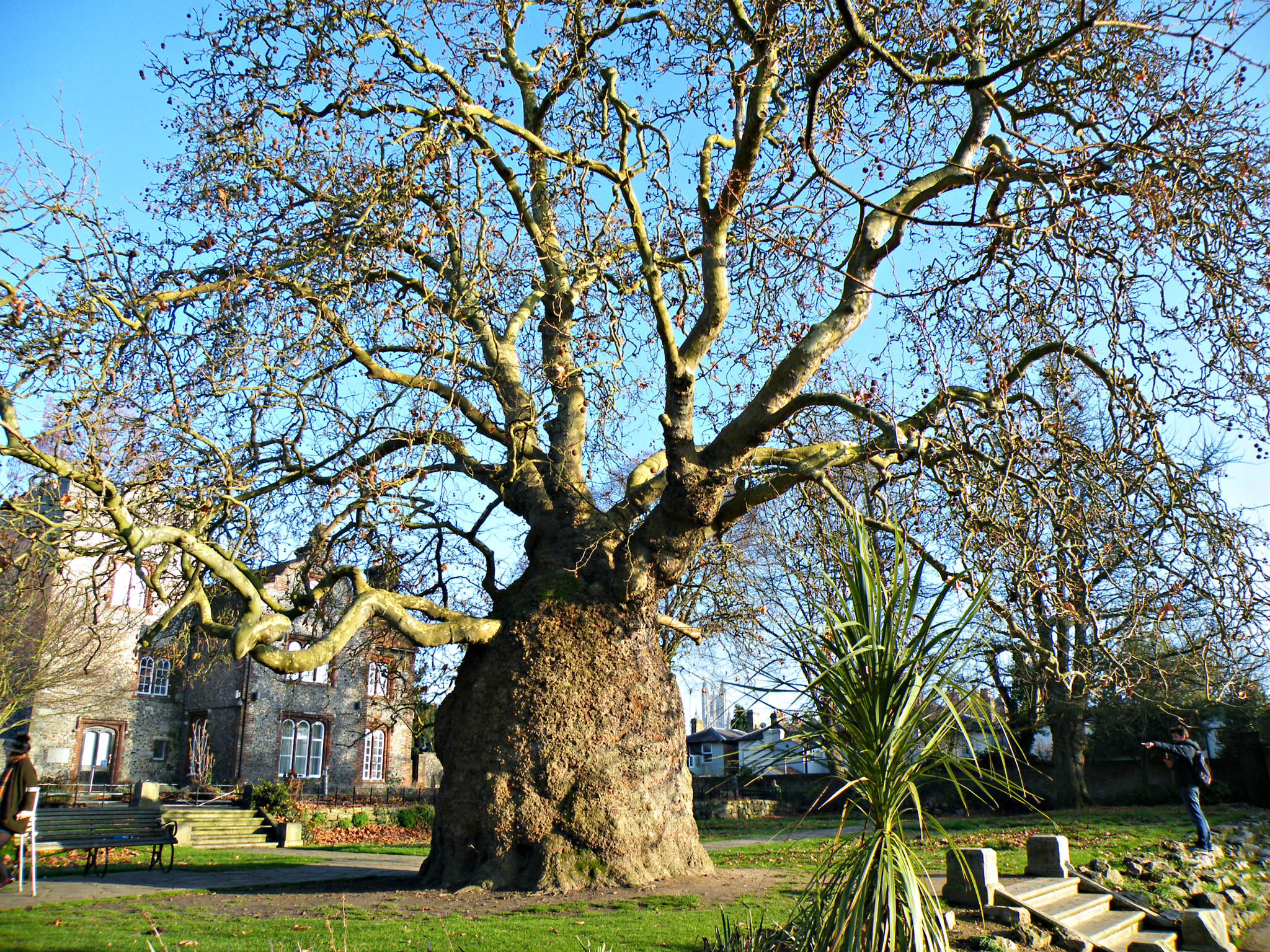 Fujifilm FinePix S8100fd sample photo. Tree, canterbury photography