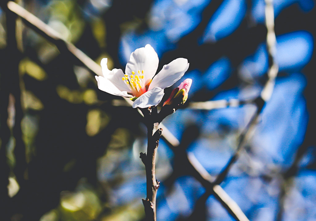 Canon EF 90-300mm F4.5-5.6 USM sample photo. Img photography