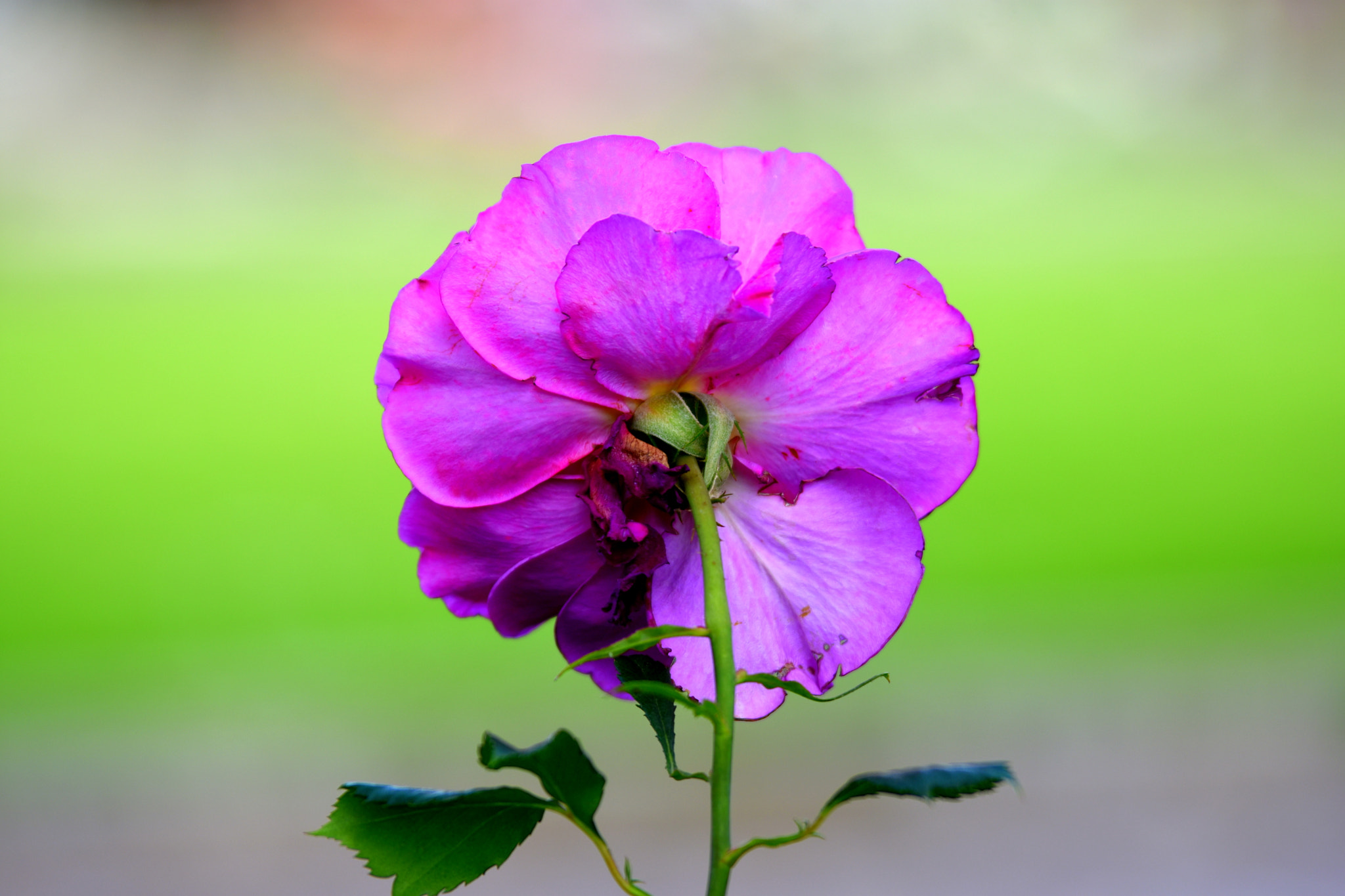 Nikon D7200 sample photo. Different view of flower photography