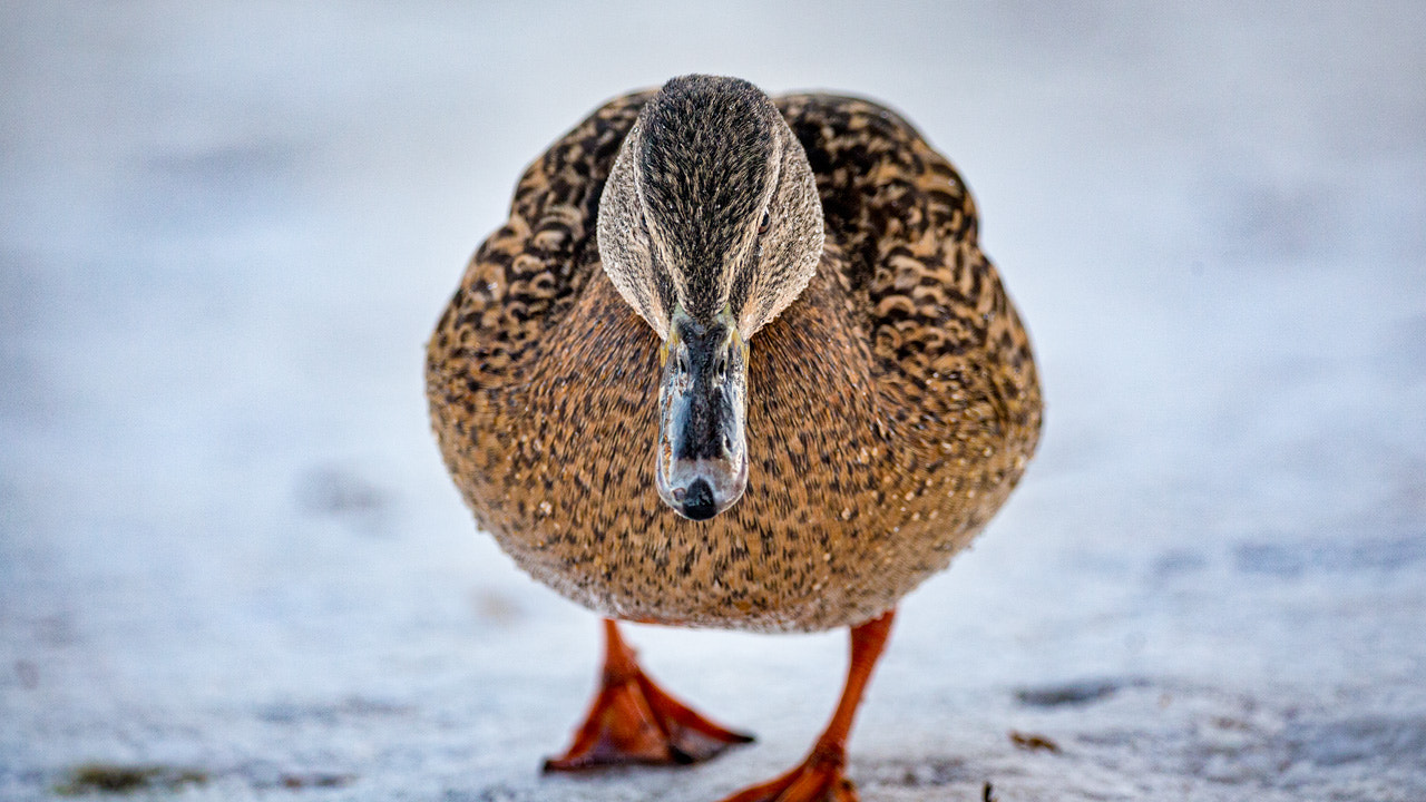150-600mm F5-6.3 DG OS HSM | Contemporary 015 sample photo. The duck photography