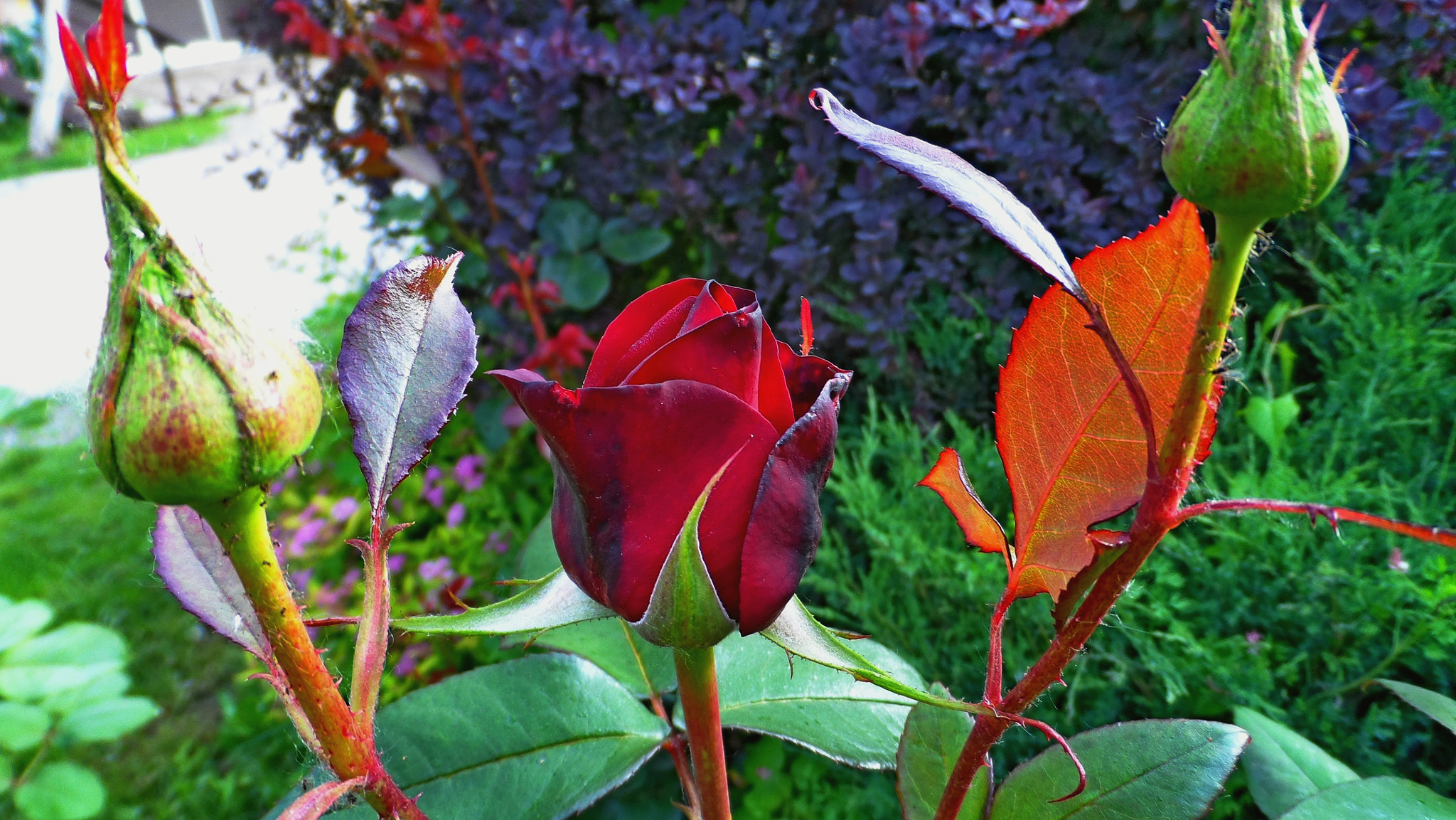 Samsung WB150 / WB150F / WB152 / WB152F / WB151 / WB151F / WB140 sample photo. Sam_5371 Бутон розы. photography
