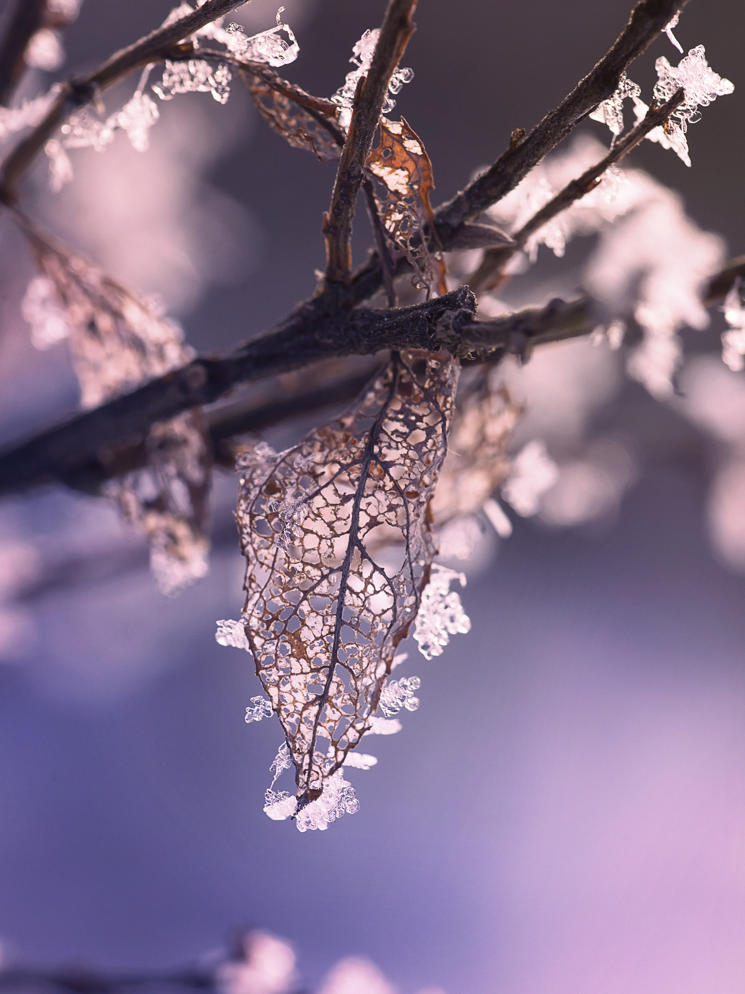 Sigma 105mm F2.8 EX DG OS HSM sample photo. Once a leaf photography
