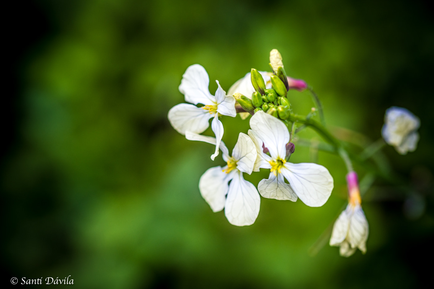 Sigma 105mm F2.8 EX DG OS HSM sample photo. Flor photography